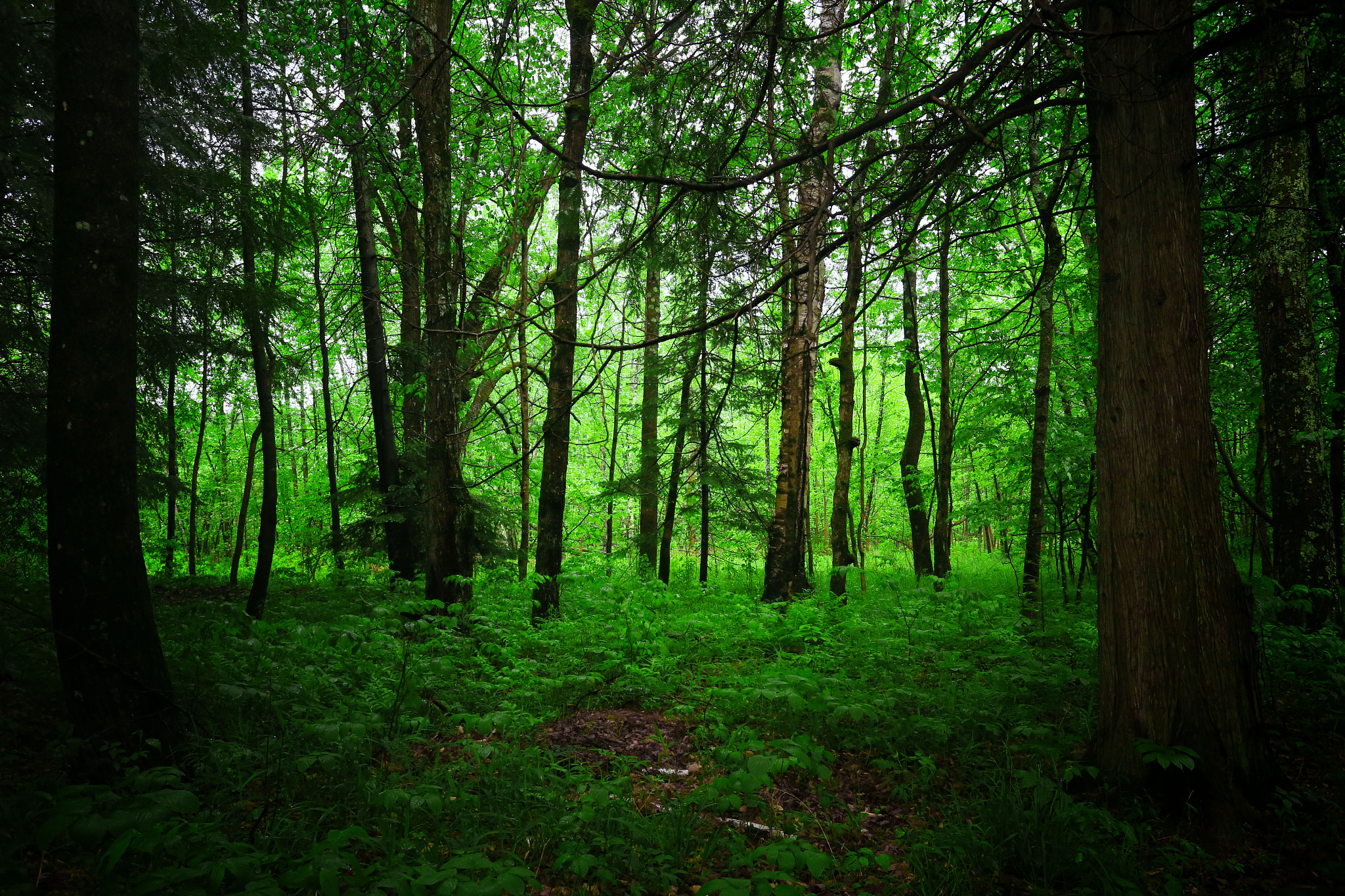 Canon EOS-1D X + Canon EF 17-40mm F4L USM sample photo. Sloggin through the woods photography