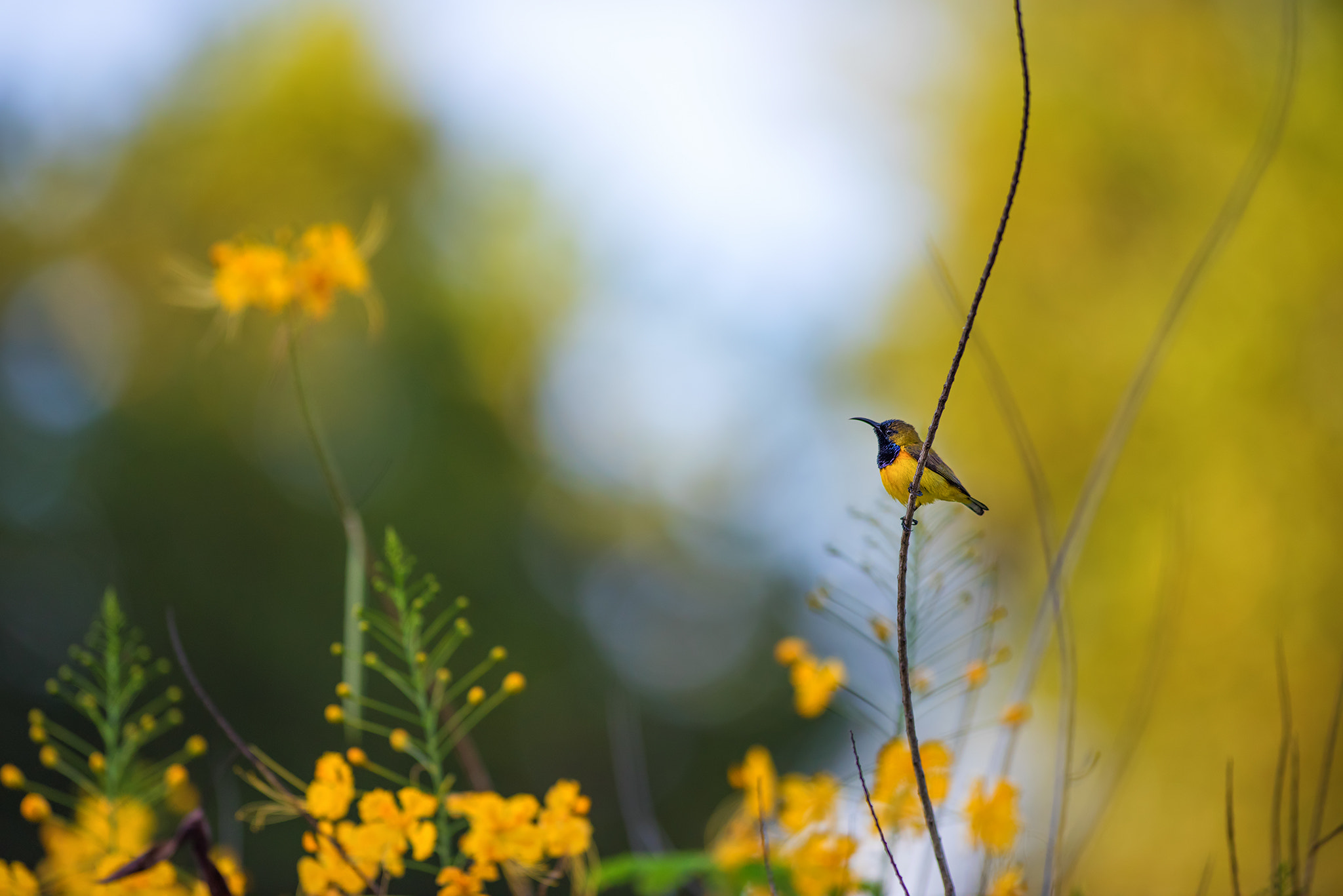 Nikon D810 + Nikon AF-S Nikkor 300mm F2.8G ED VR II sample photo. Borneo | sunbird photography