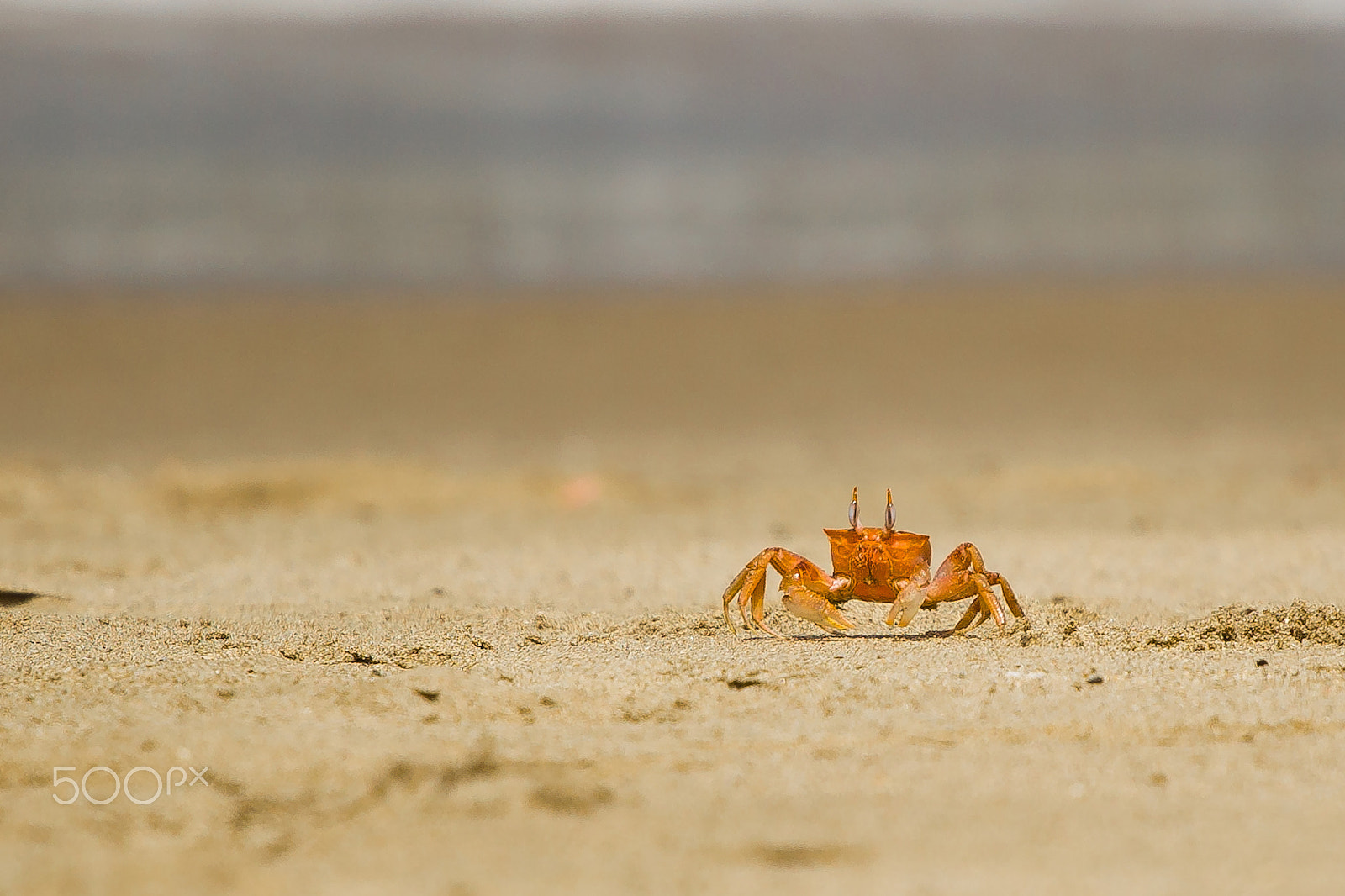 Canon EOS 5D Mark II sample photo. Surprised crab photography
