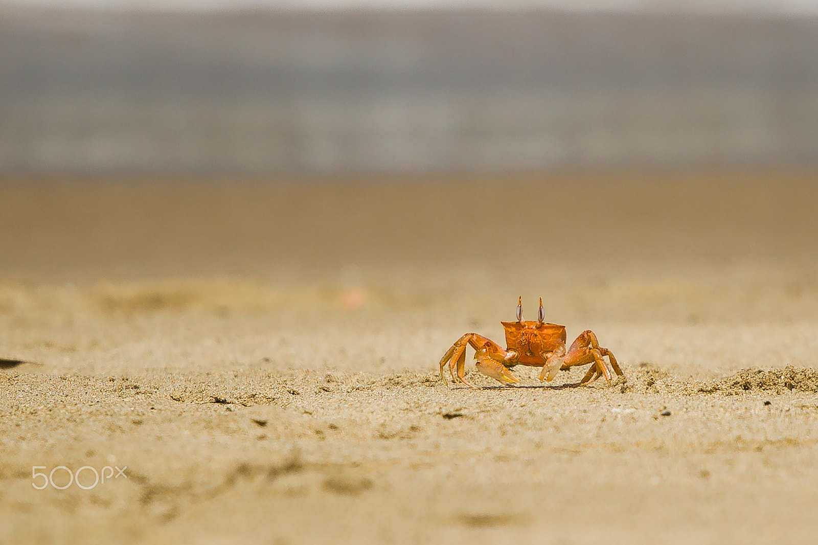 Canon EF 70-200mm F4L USM sample photo. Surprised crab photography