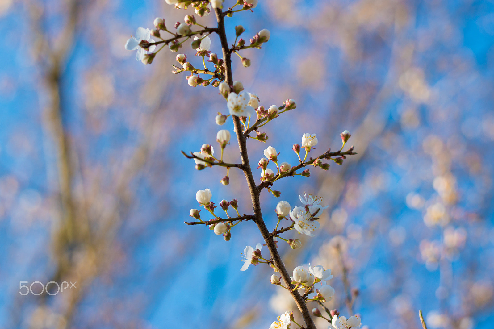 Nikon D5500 + Nikon AF-S Nikkor 50mm F1.8G sample photo. Natural blue photography