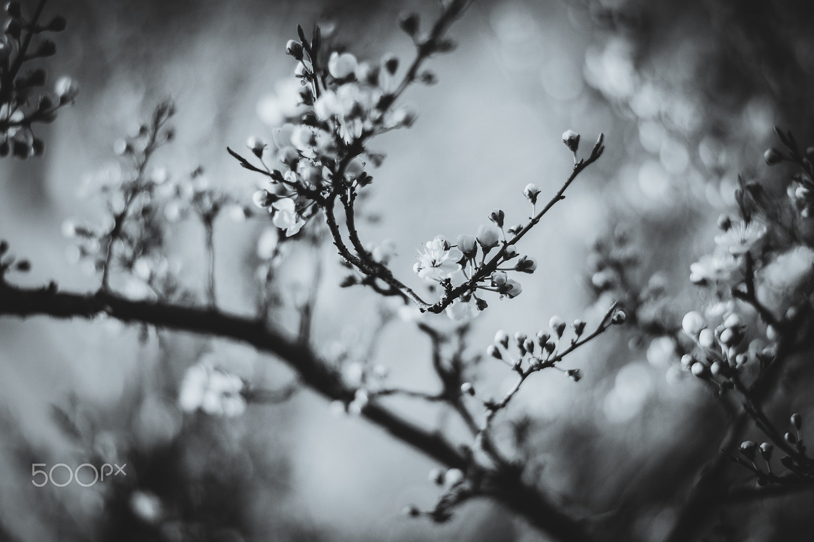 Nikon D5500 + Nikon AF-S Nikkor 50mm F1.8G sample photo. Flowers and shadows photography
