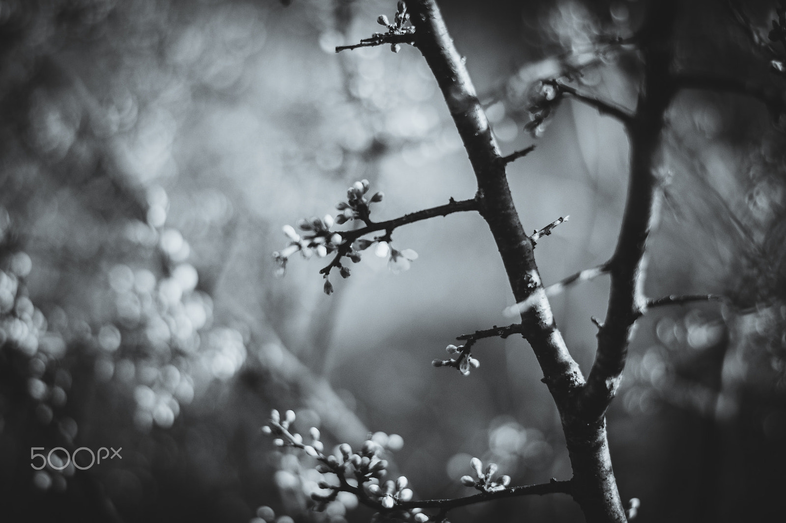 Nikon D5500 + Nikon AF-S Nikkor 50mm F1.8G sample photo. Gray spring photography