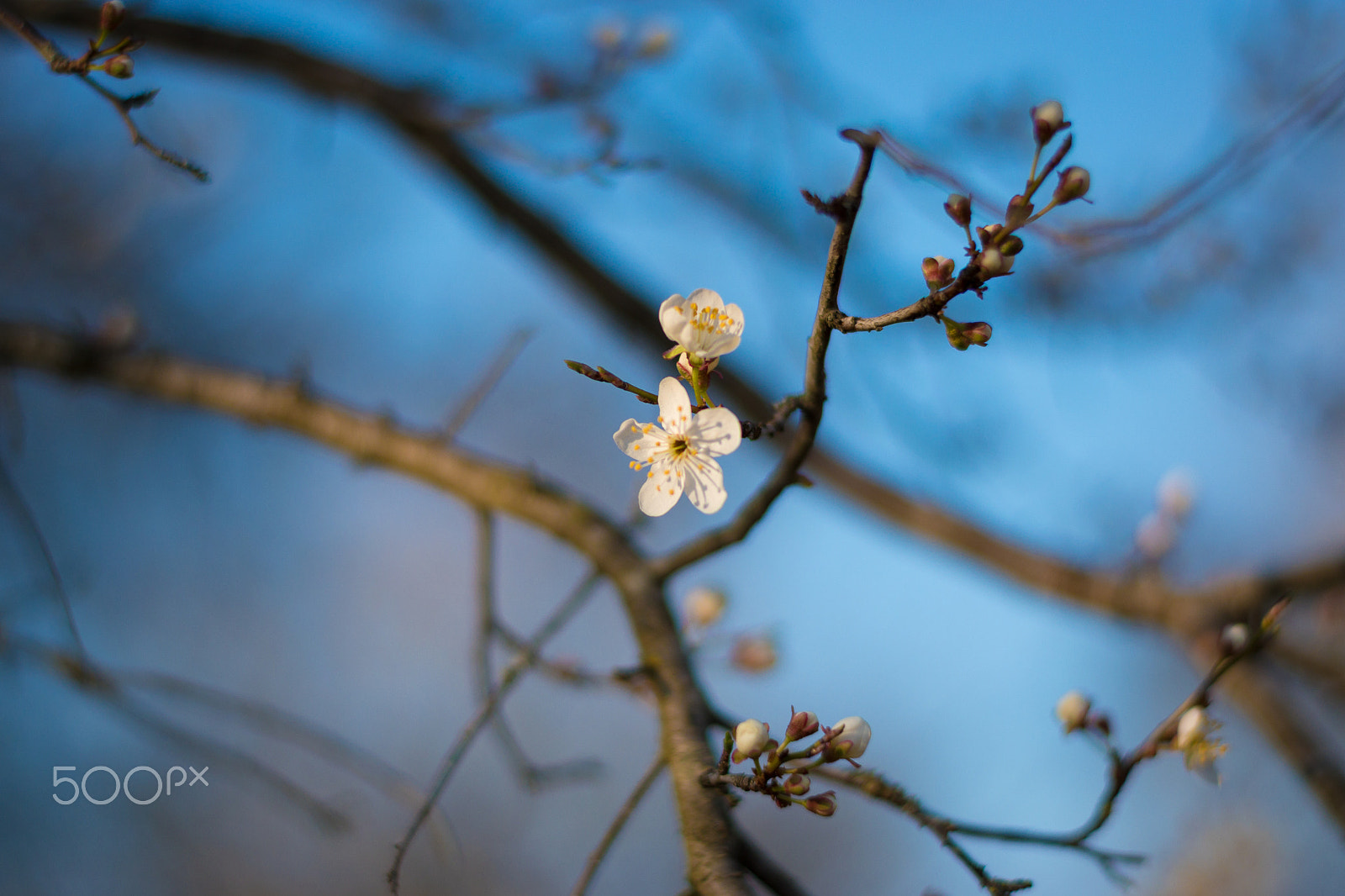 Nikon D5500 + Nikon AF-S Nikkor 50mm F1.8G sample photo. Started photography