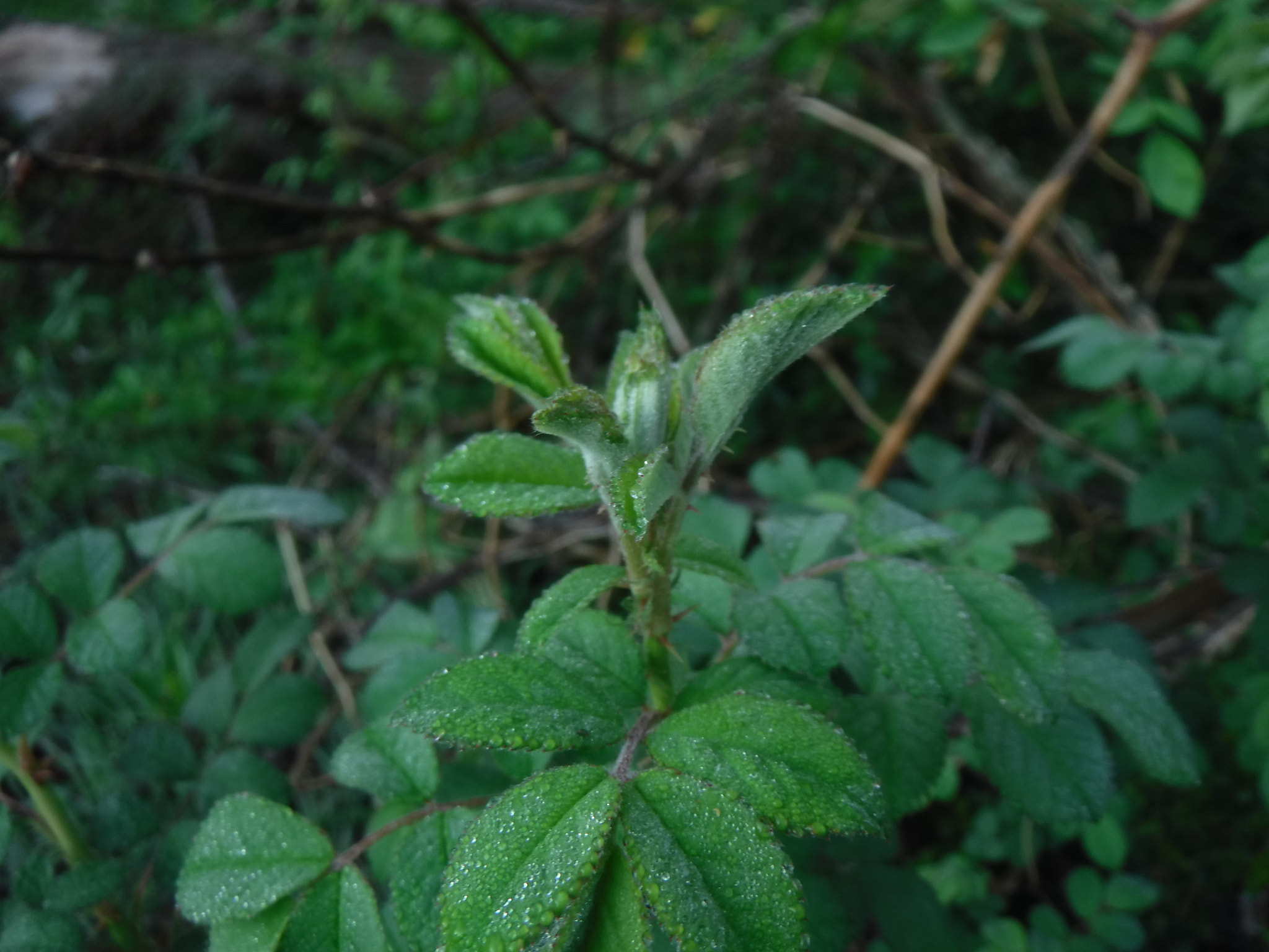 Fujifilm FinePix XP90 XP91 XP95 sample photo. Dscf photography