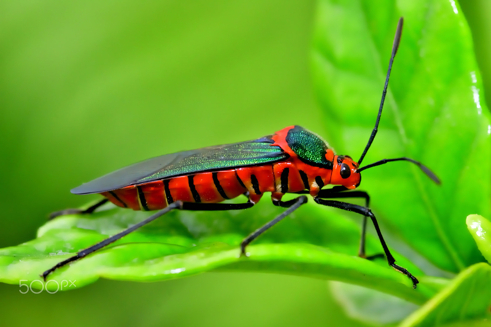 Nikon AF Micro-Nikkor 60mm F2.8D sample photo. Milkweed bug photography