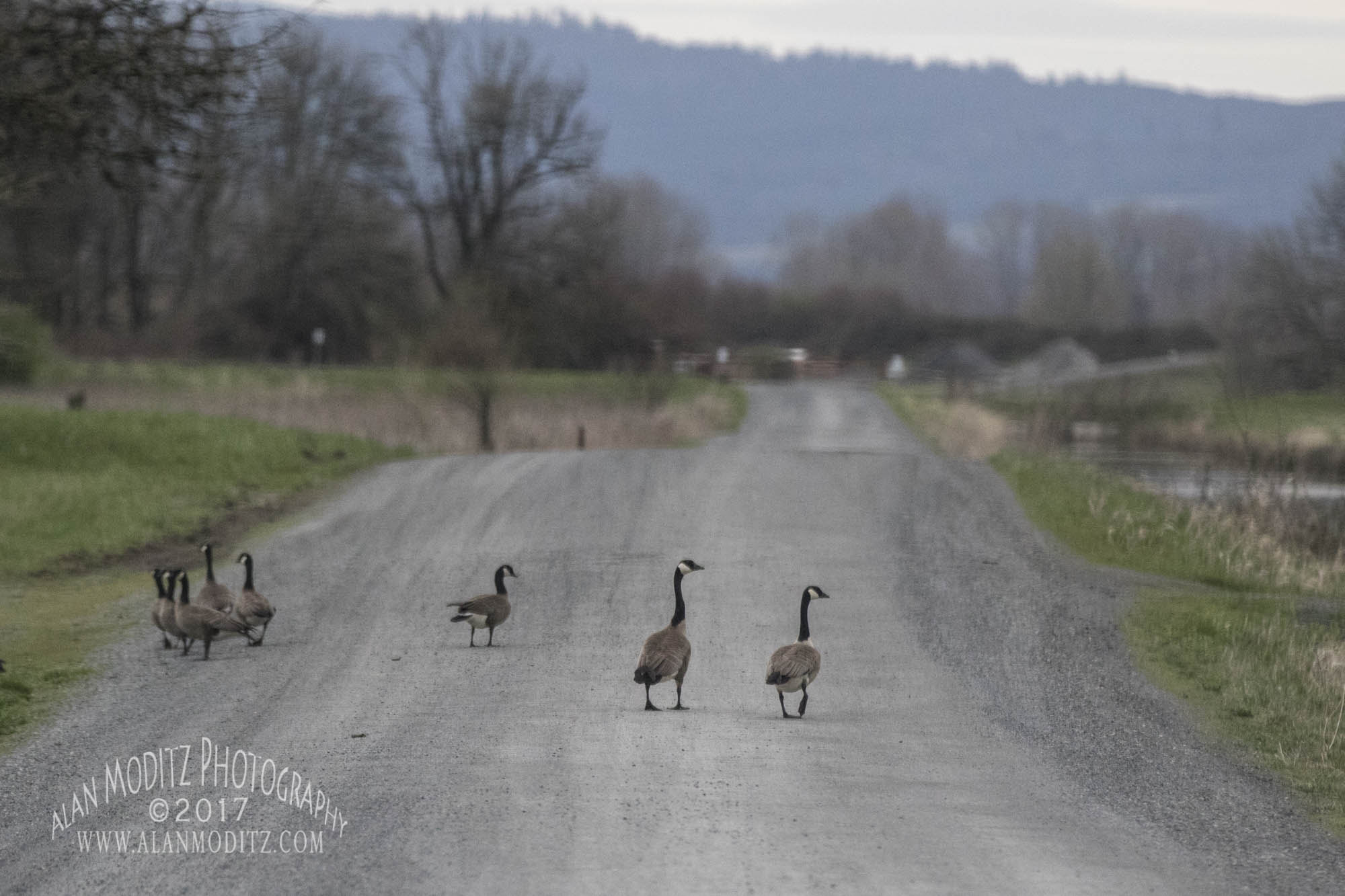 Canon EF 70-200mm F2.8L IS II USM sample photo. Out for a stroll photography