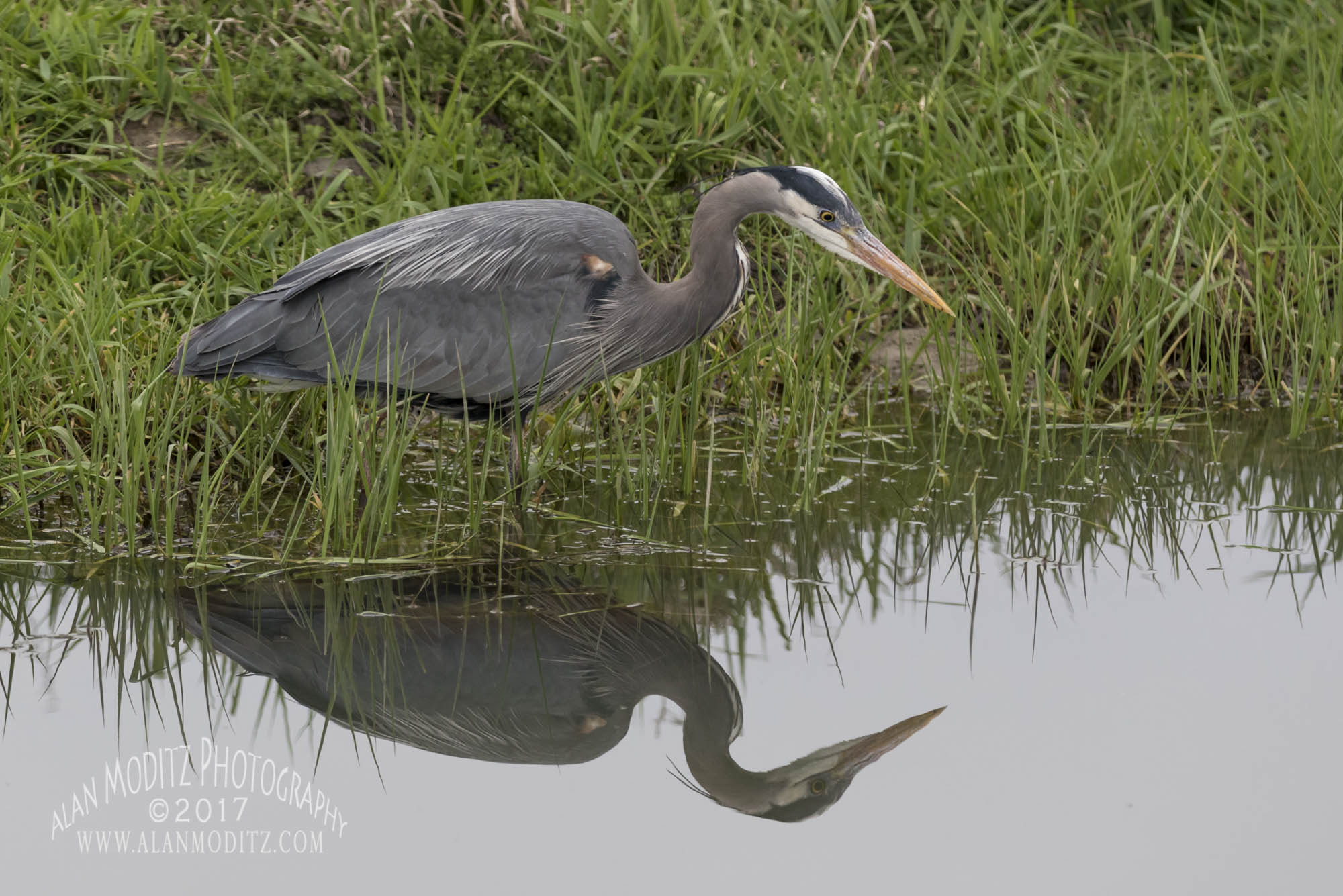 Canon EF 70-200mm F2.8L IS II USM sample photo. Here fishy fishy photography