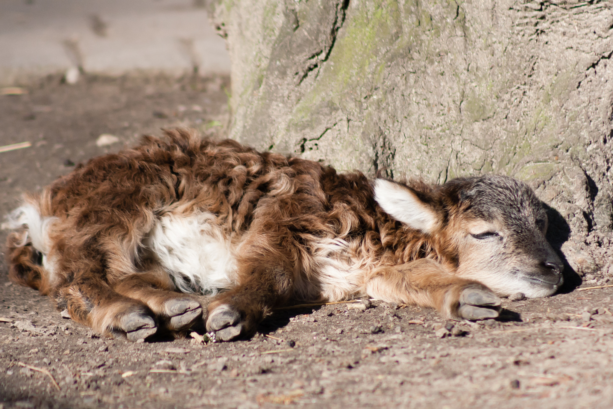 Canon EF 75-300mm f/4-5.6 USM sample photo. Young soay sheep sleeping photography