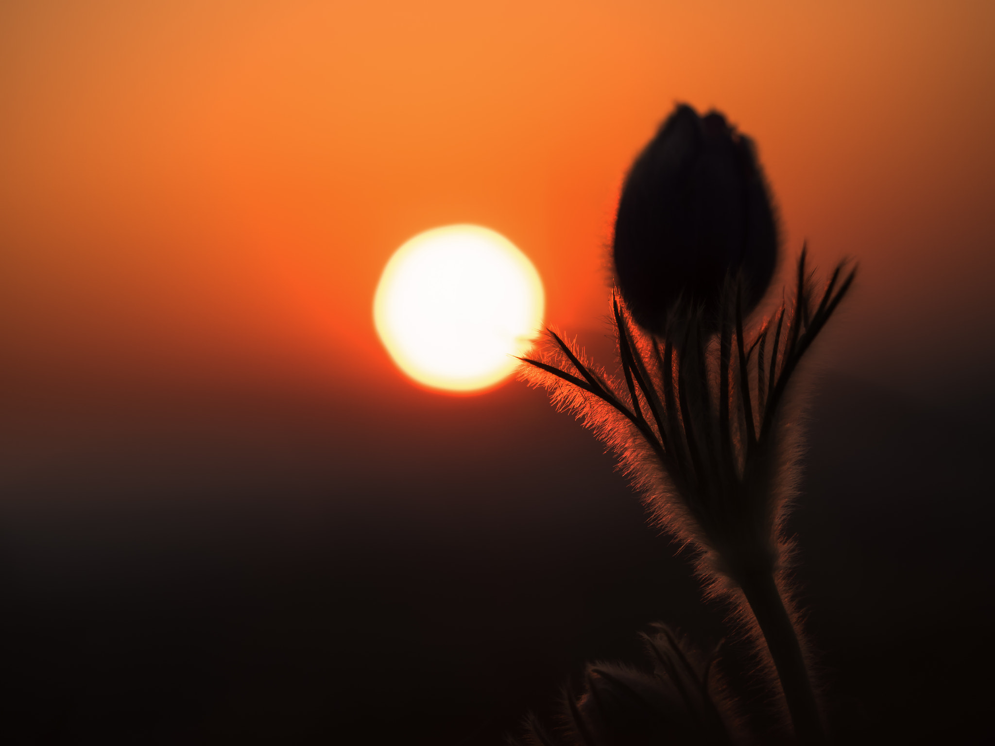 Olympus M.Zuiko Digital ED 60mm F2.8 Macro sample photo. Pusatilla is no sunrise killer photography