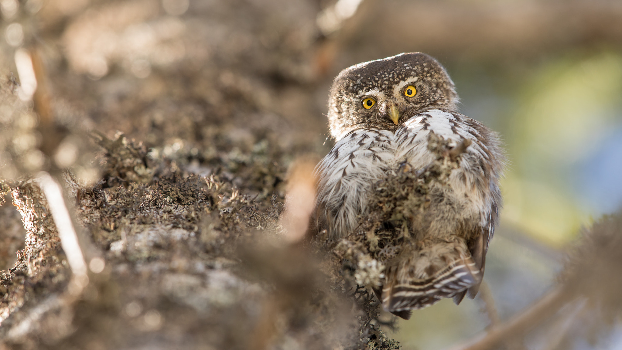 Canon EF 600mm F4L IS II USM sample photo. Eye contact photography