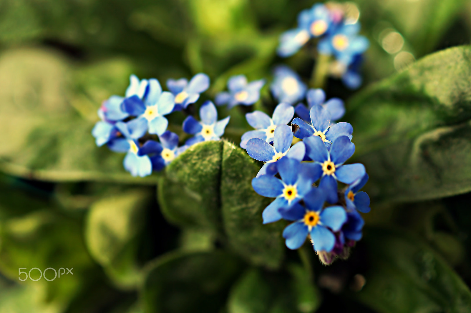 Sony SLT-A58 + Sony DT 30mm F2.8 Macro SAM sample photo. ***blue flowers*** photography