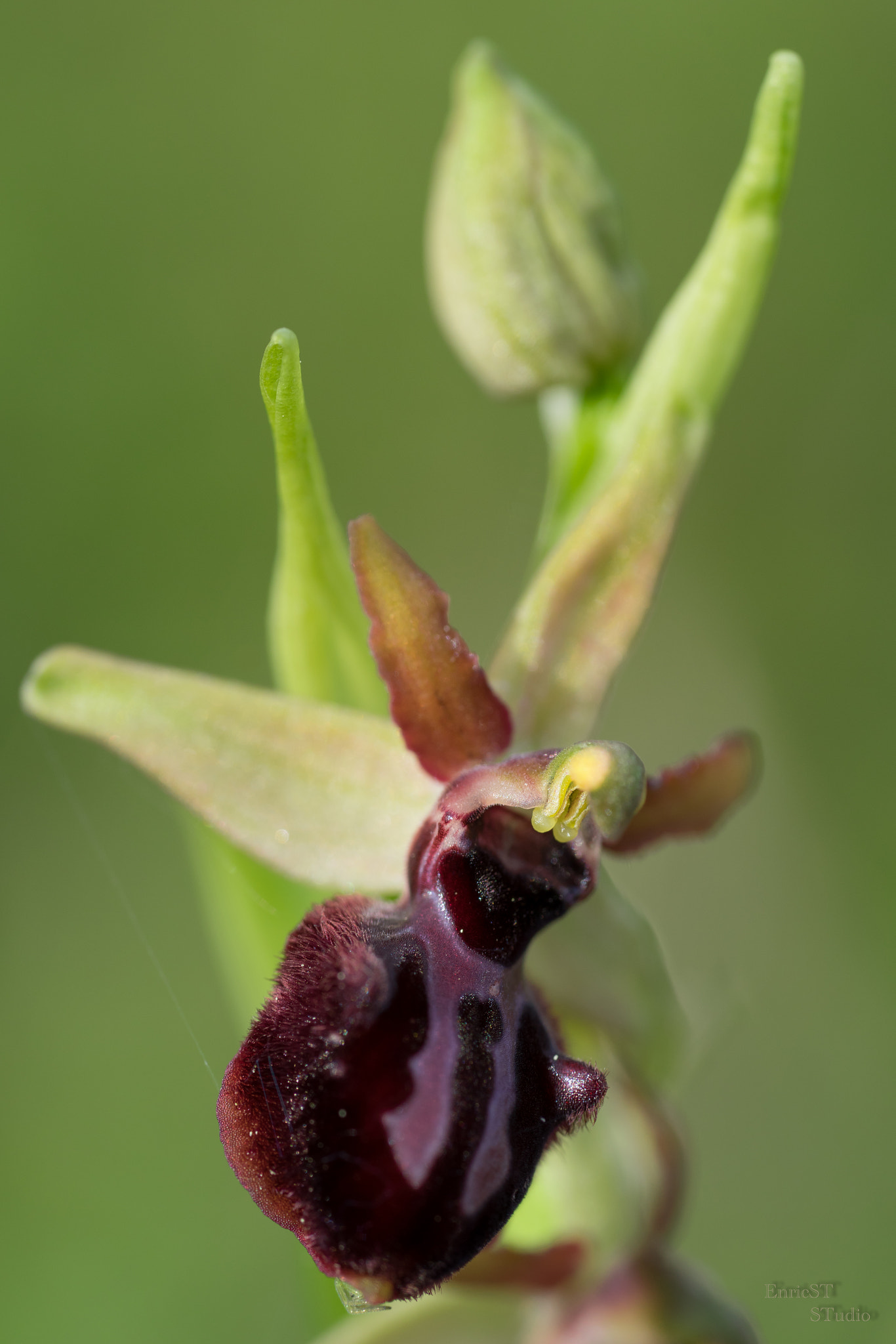 Sony a7 II + Sony FE 90mm F2.8 Macro G OSS sample photo. Ophrys sphegodes photography