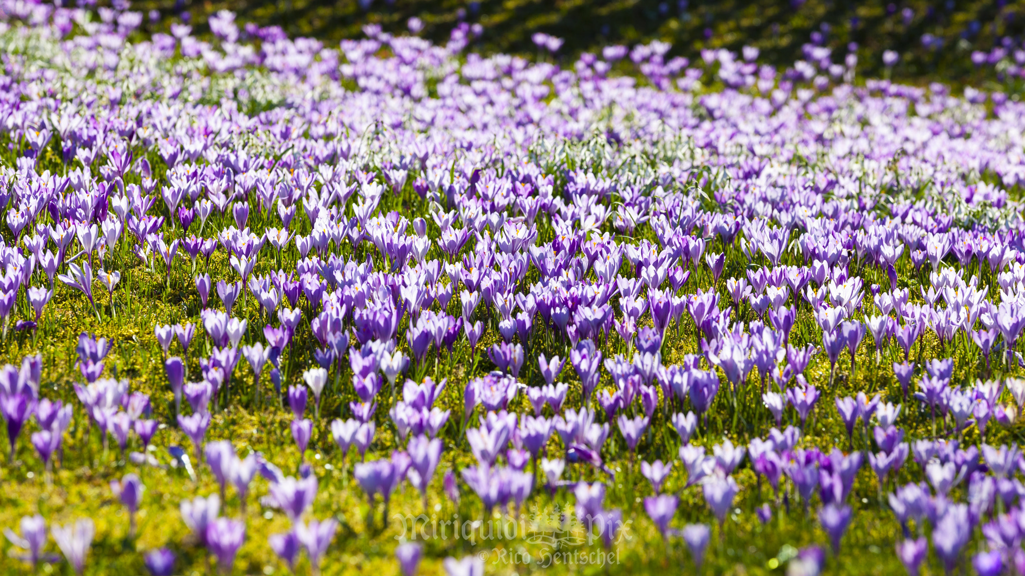Canon EF 70-200mm F2.8L IS II USM sample photo. Drebacher krokuswiesen / crocus meadows photography