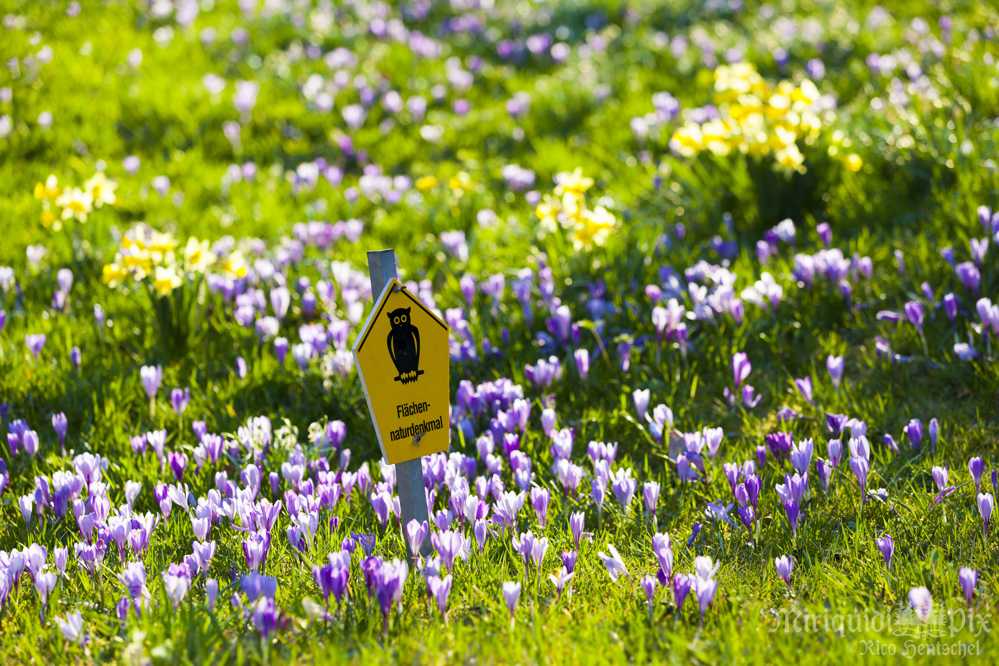 Canon EF 70-200mm F2.8L IS II USM sample photo. Drebacher krokuswiesen / crocus meadows photography