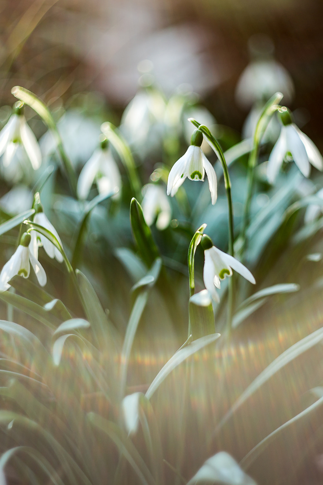Canon EF 35-80mm f/4-5.6 sample photo. * photography