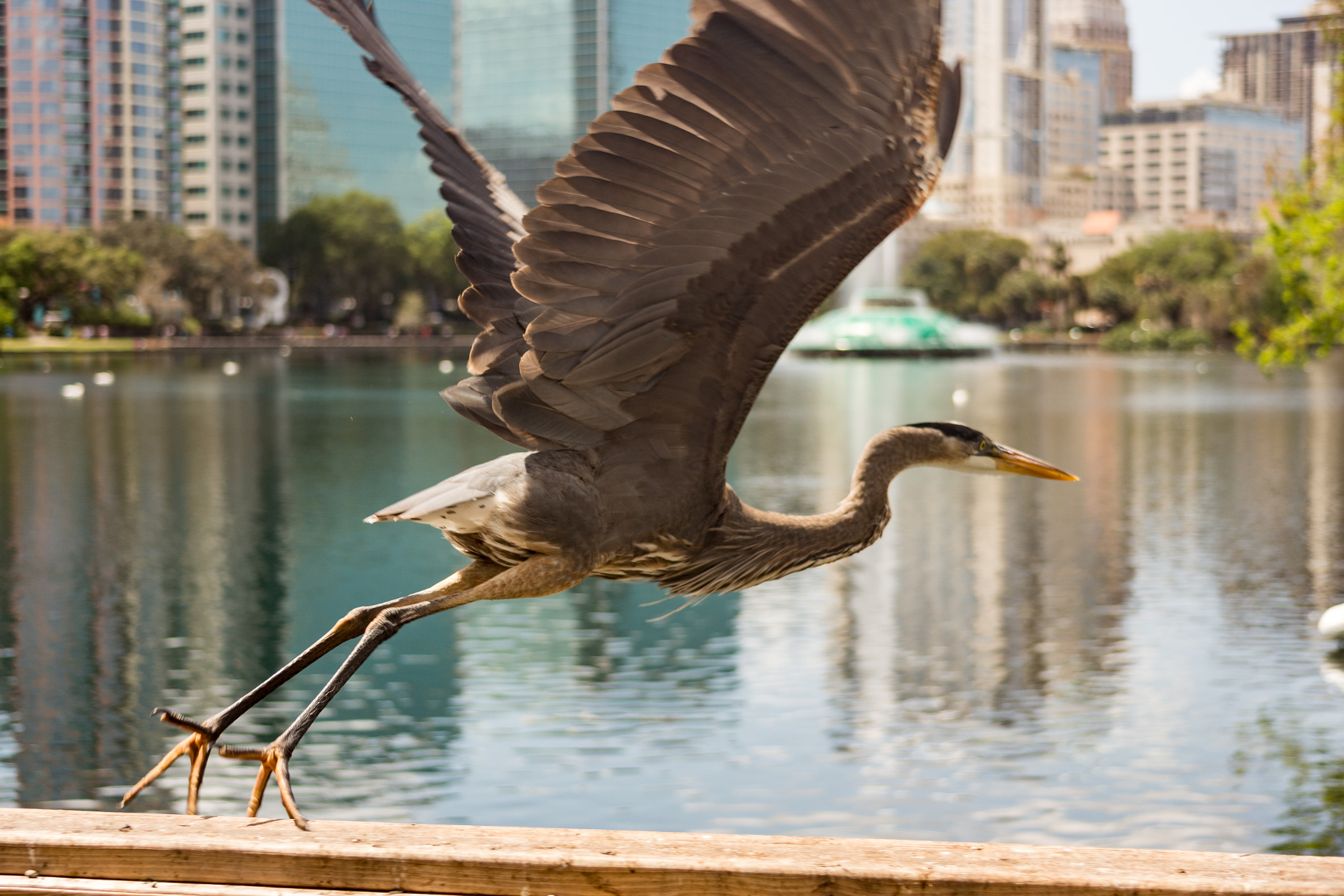 Canon EF 35-135mm f/4-5.6 USM sample photo. Ready to fly photography
