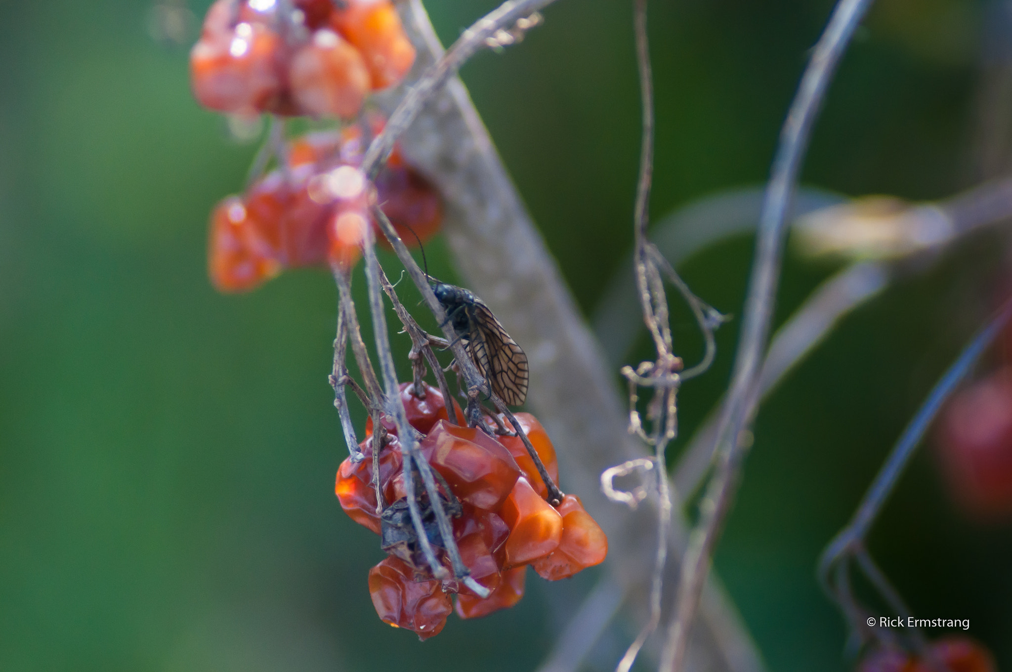 Nikon D90 sample photo. Springtime photography