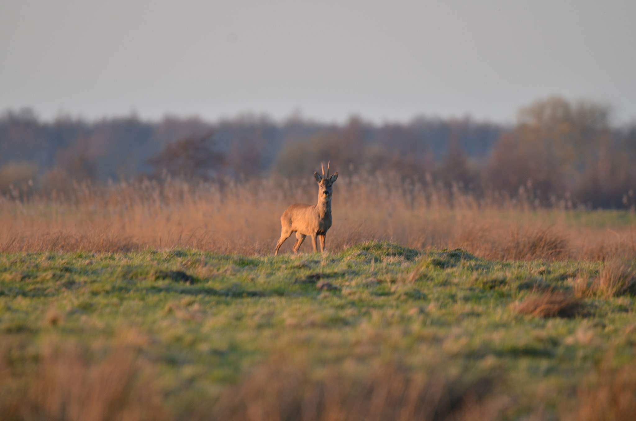 Sigma 150-600mm F5-6.3 DG OS HSM | S sample photo