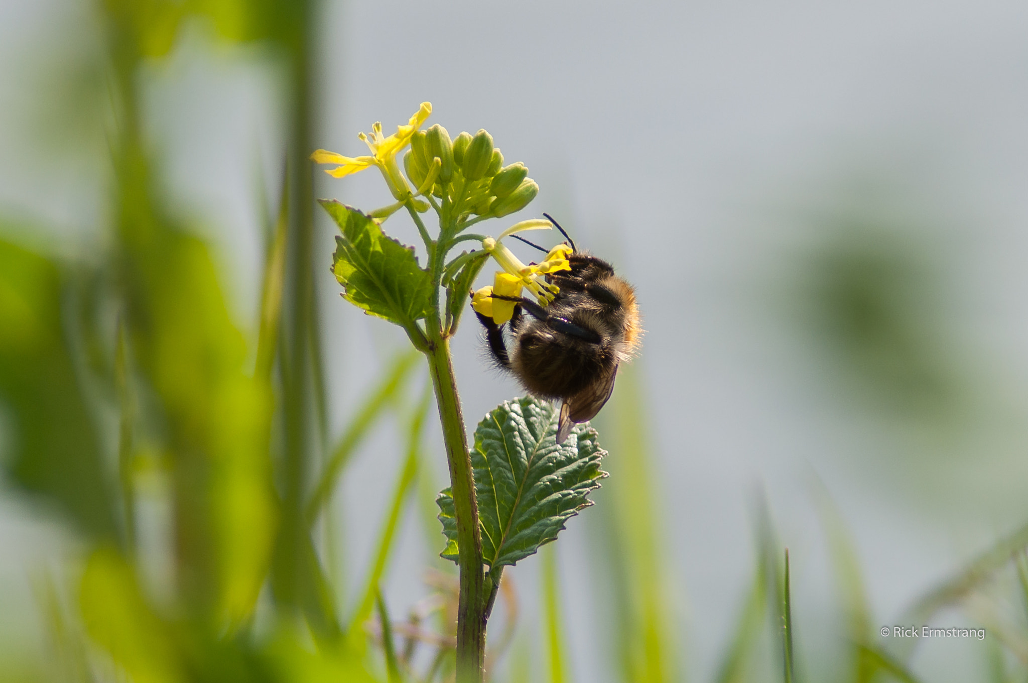 Nikon D90 sample photo. Springtime  photography