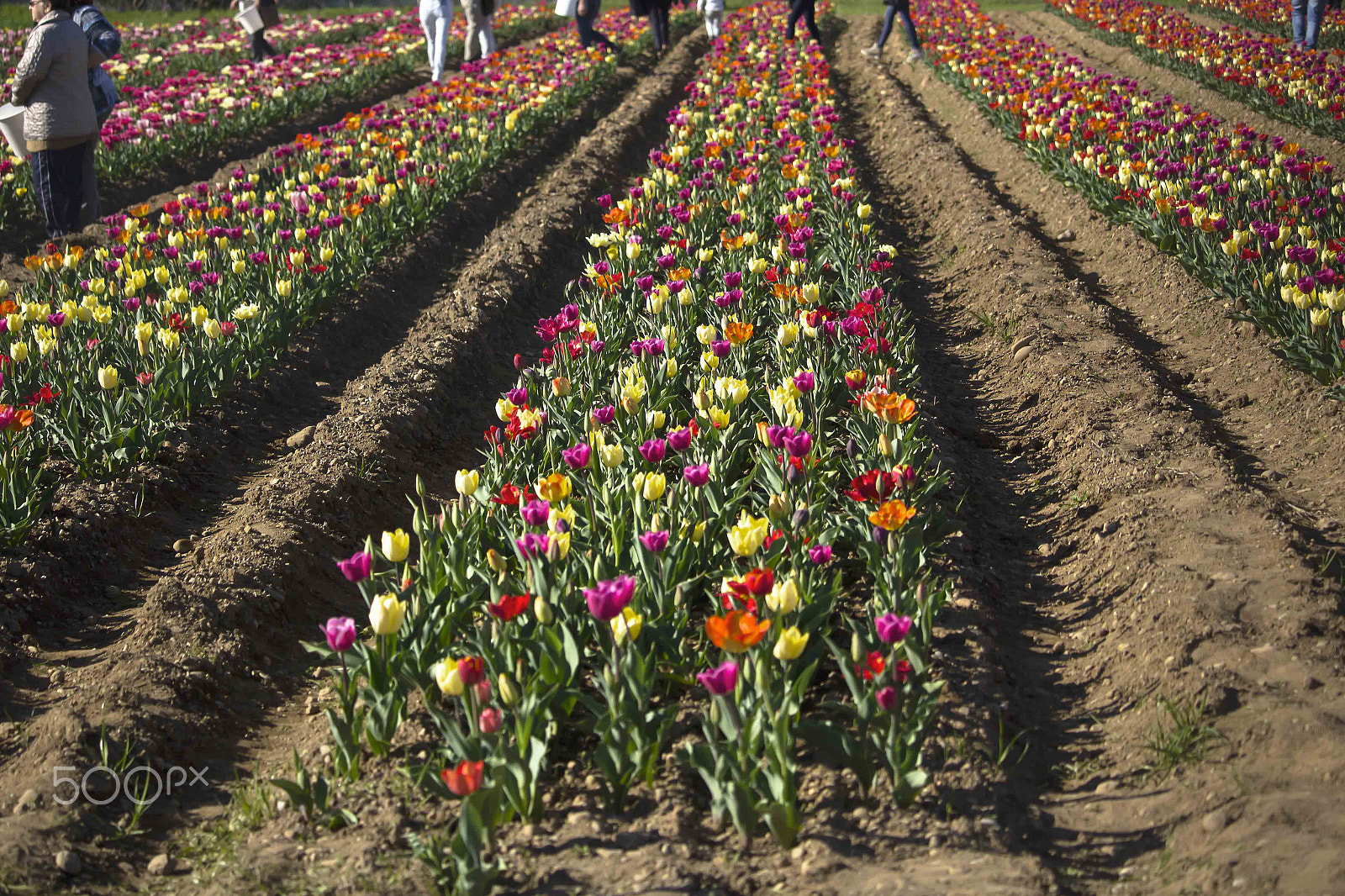 Canon EF-S 55-250mm F4-5.6 IS STM sample photo. Tulips photography