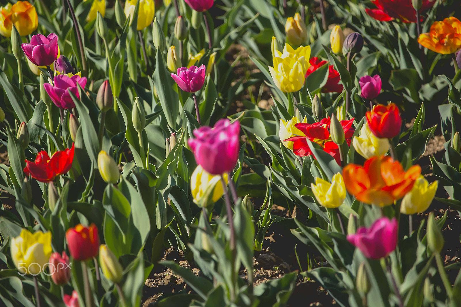 Canon EF-S 55-250mm F4-5.6 IS STM sample photo. Tulips photography