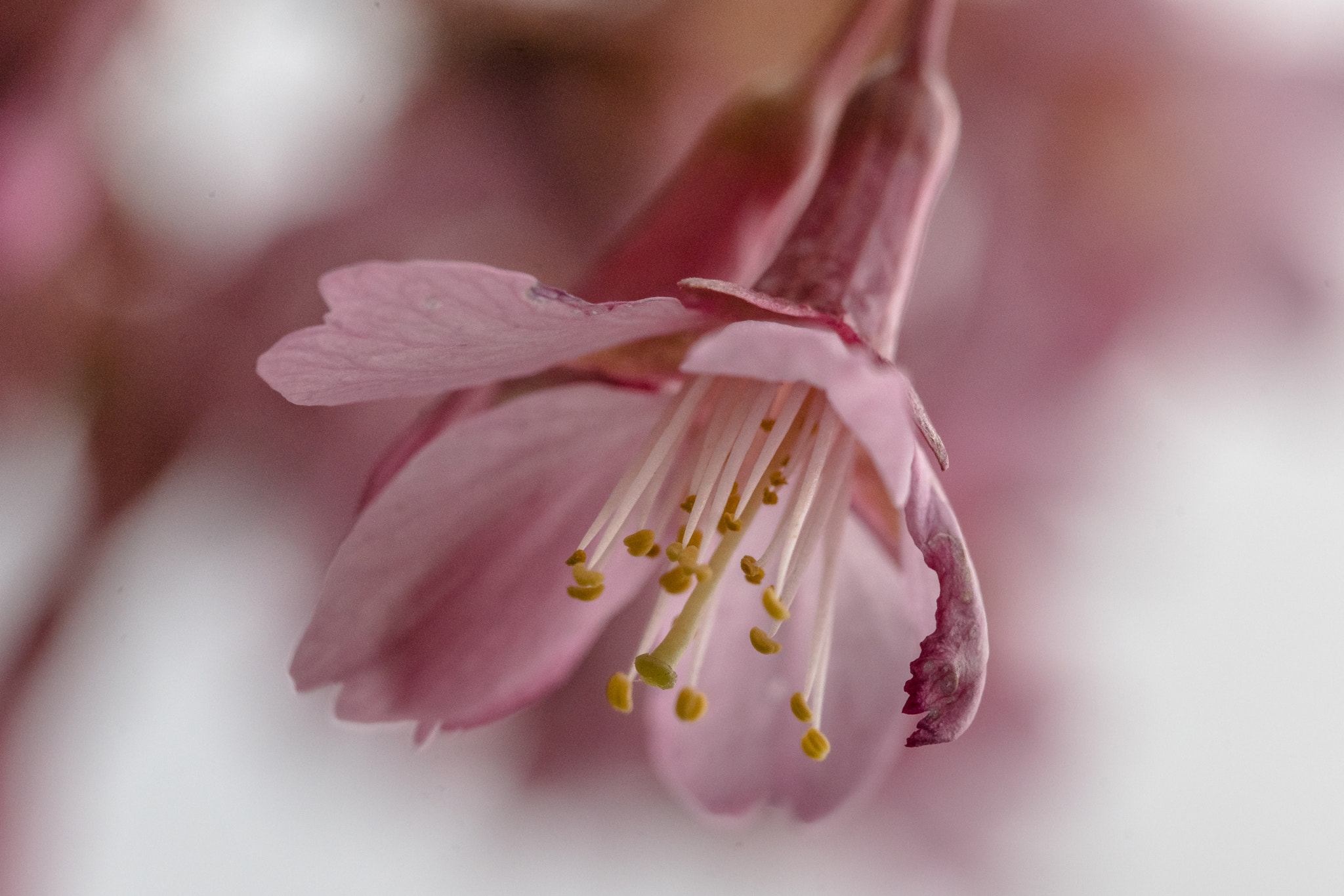 Canon EF 100mm F2.8L Macro IS USM sample photo. Springtime photography