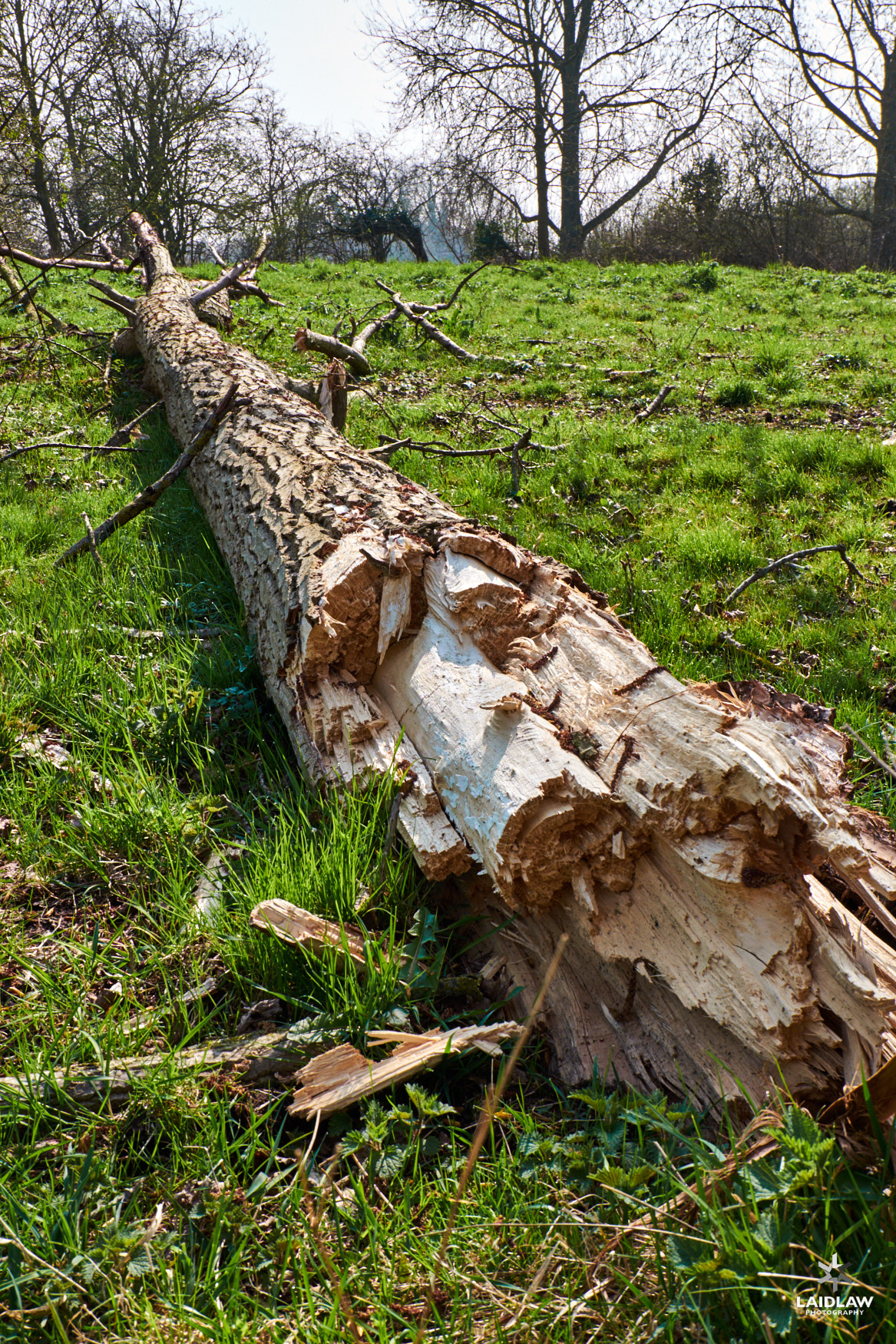 Fujifilm XC 16-50mm F3.5-5.6 OIS II sample photo. Fallen photography