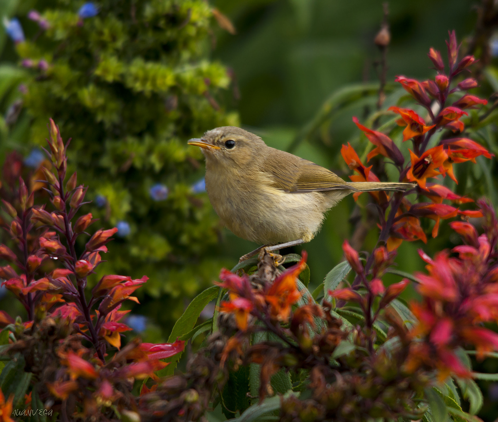 Nikon D90 sample photo. Mosquitero canario photography