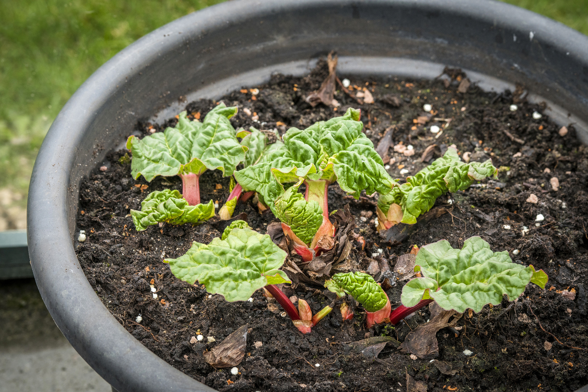Sony a99 II sample photo. Rhubarb plant in the early stage photography