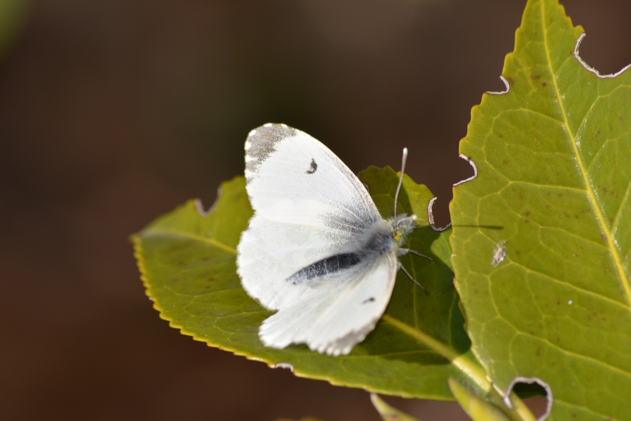 Nikon D5200 sample photo. Anthocharis cardamines photography