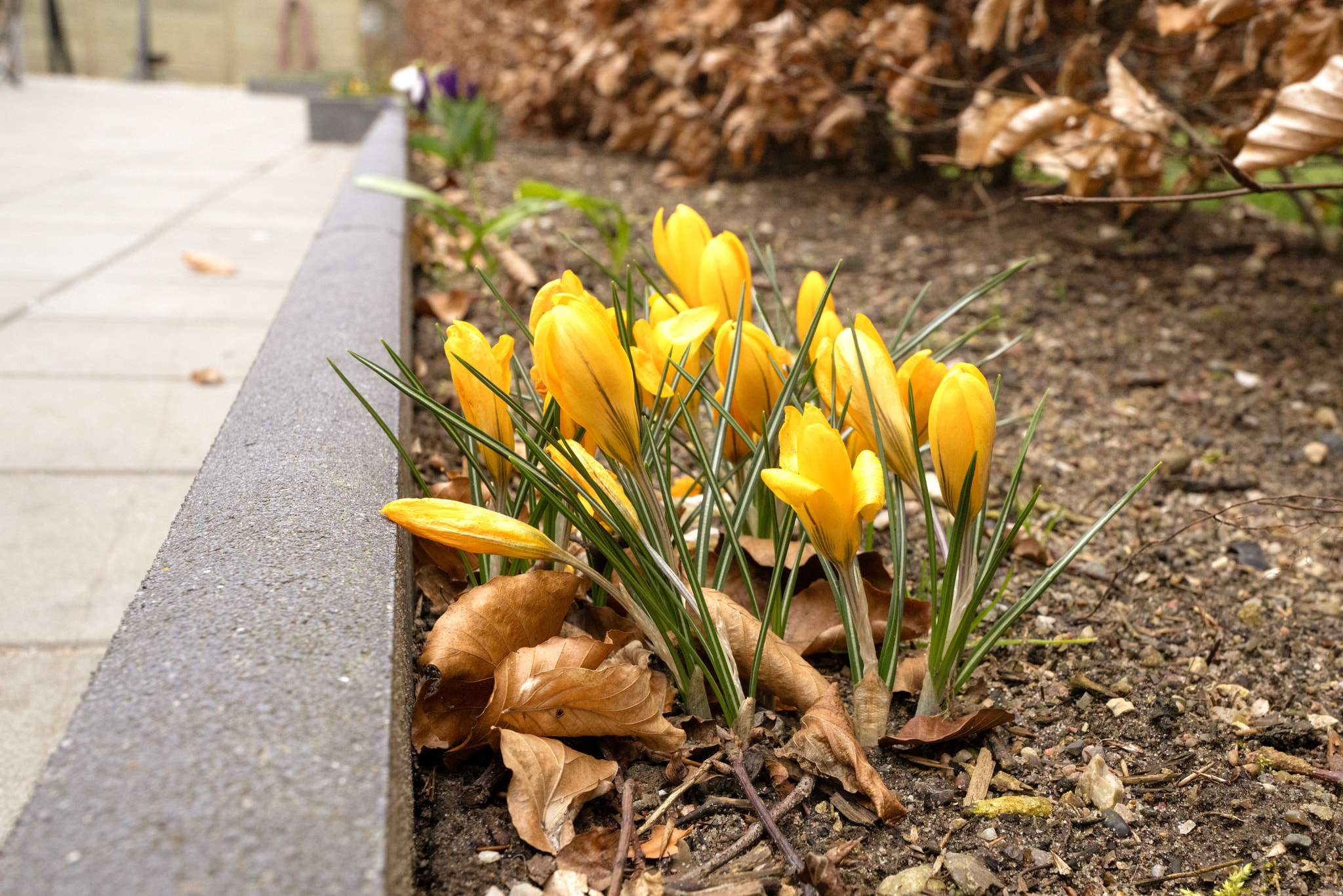 Sony a99 II sample photo. Yellow crocus flowers in the springtime photography