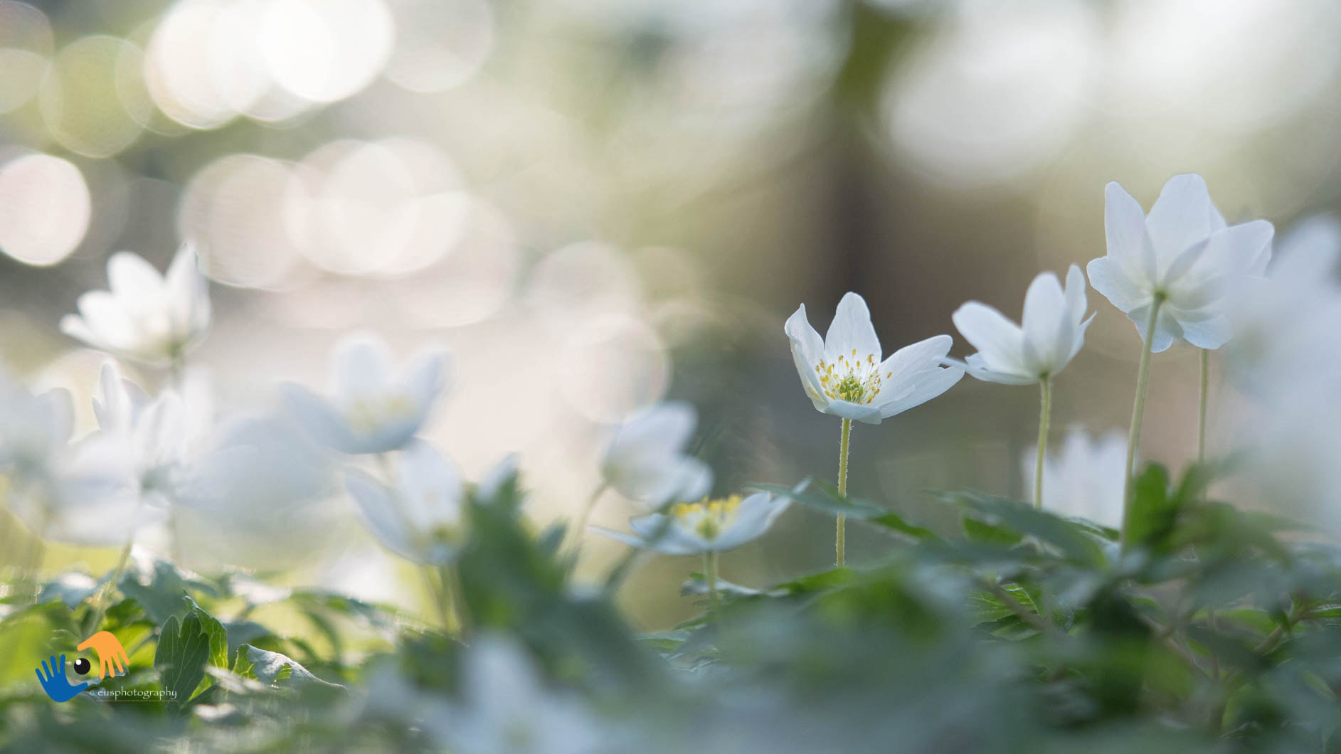 Olympus OM-D E-M1 Mark II sample photo. Woodanemoon in fresh morninglight photography