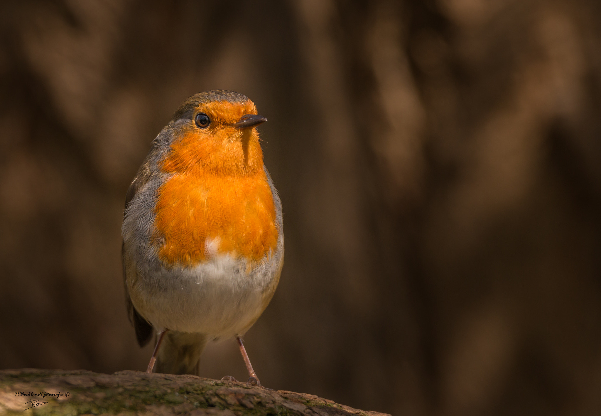 150-600mm F5-6.3 DG OS HSM | Contemporary 015 sample photo.  robin photography