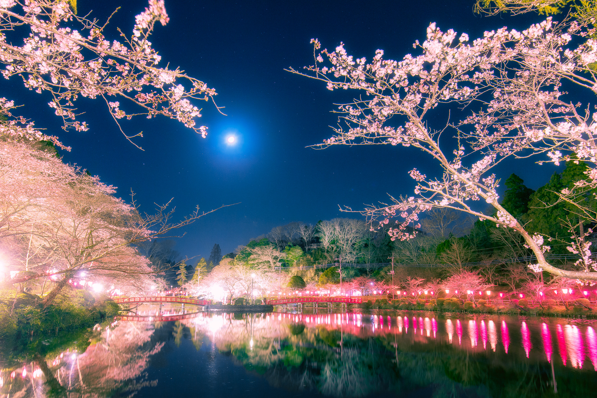 Canon EOS 60D + Canon EF 16-35mm F4L IS USM sample photo. Moonlight blossom photography