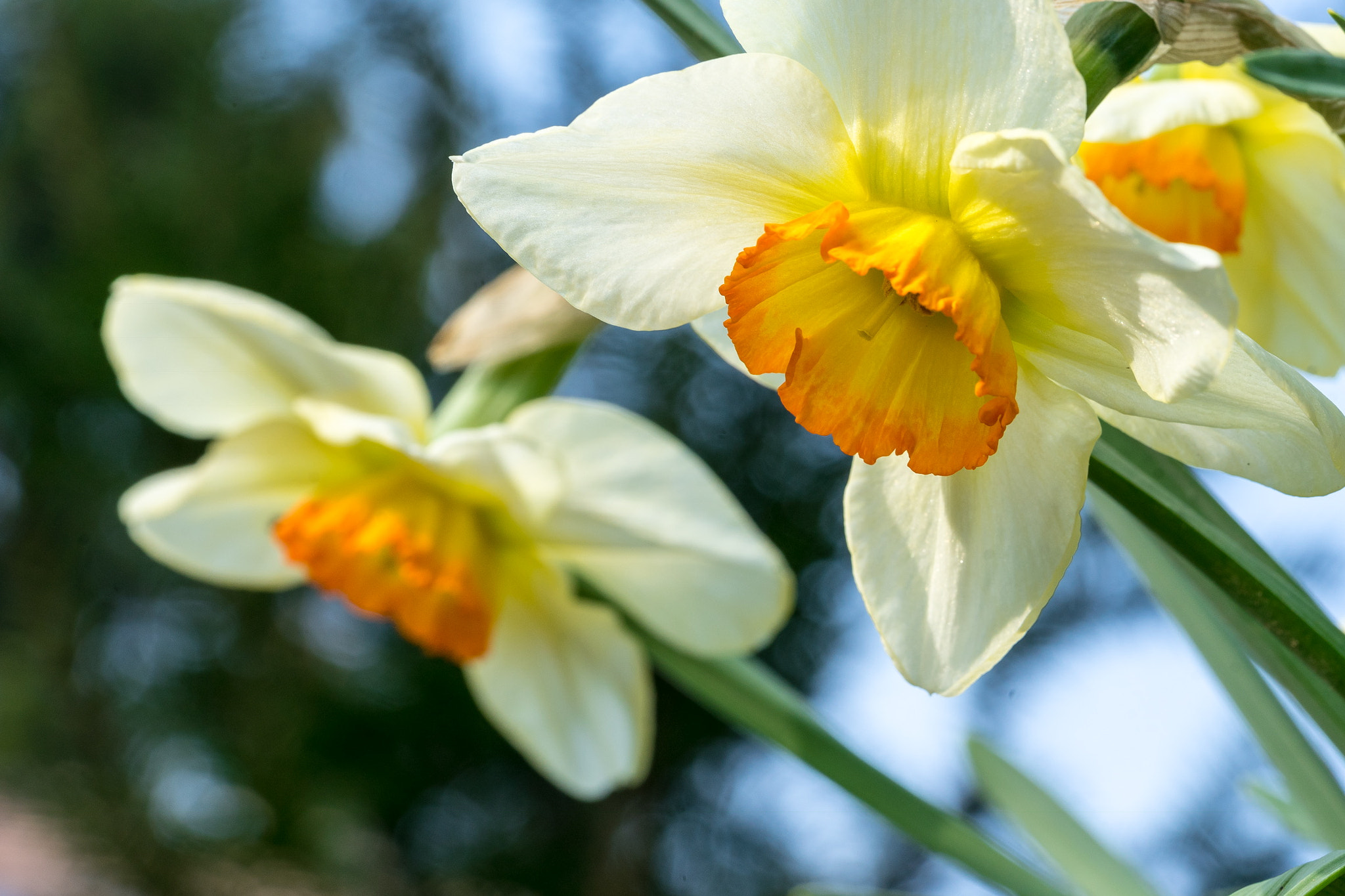 Sony a7 + Sony FE 90mm F2.8 Macro G OSS sample photo. Spring flowers photography