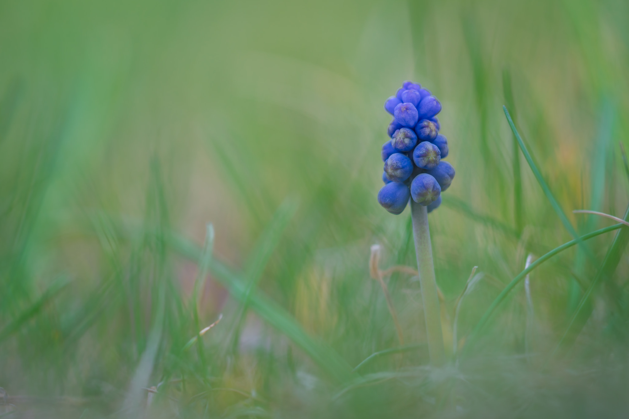 Canon EF 100mm F2.8L Macro IS USM sample photo. Springtime photography