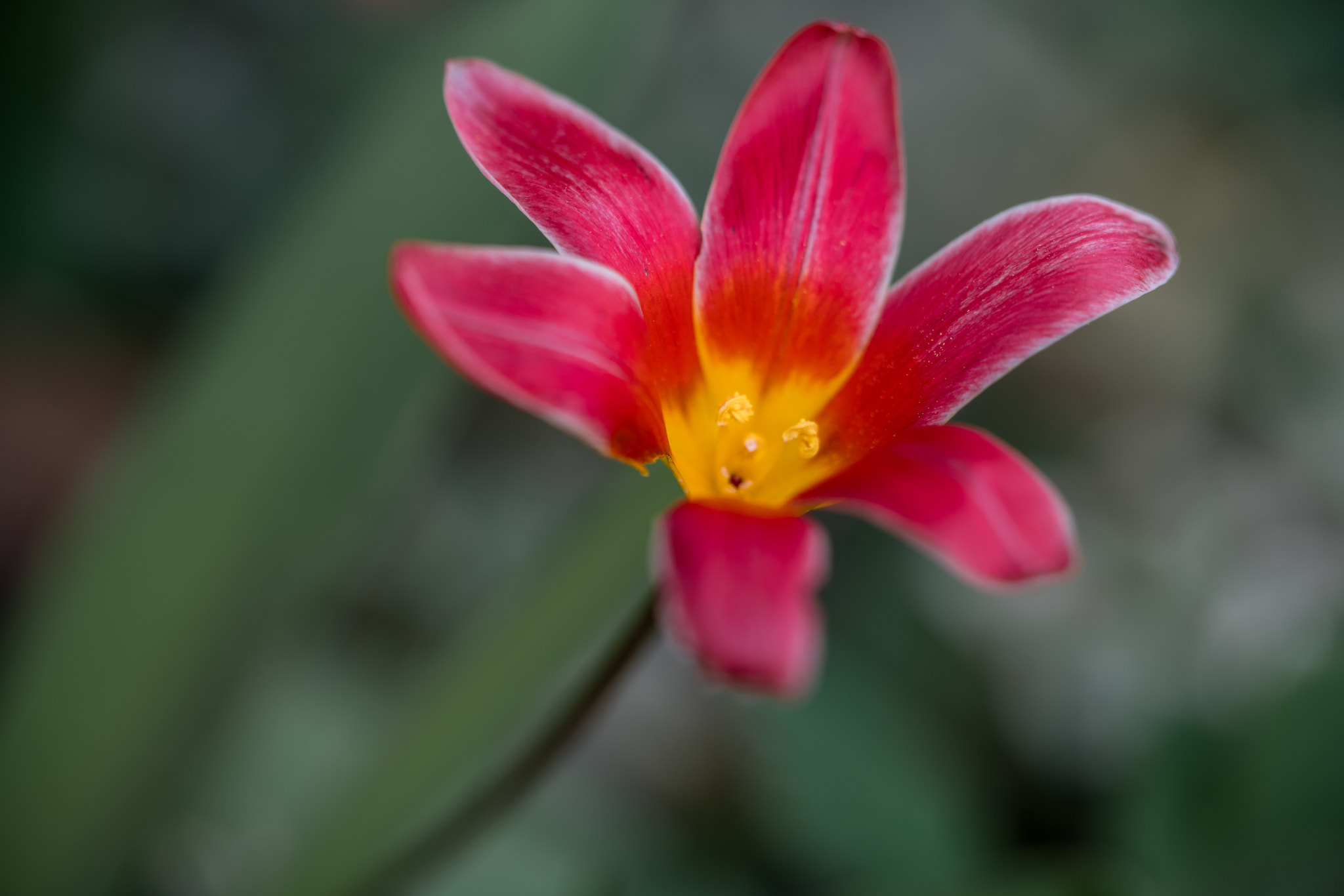 Canon EF 100mm F2.8L Macro IS USM sample photo. Springtime photography