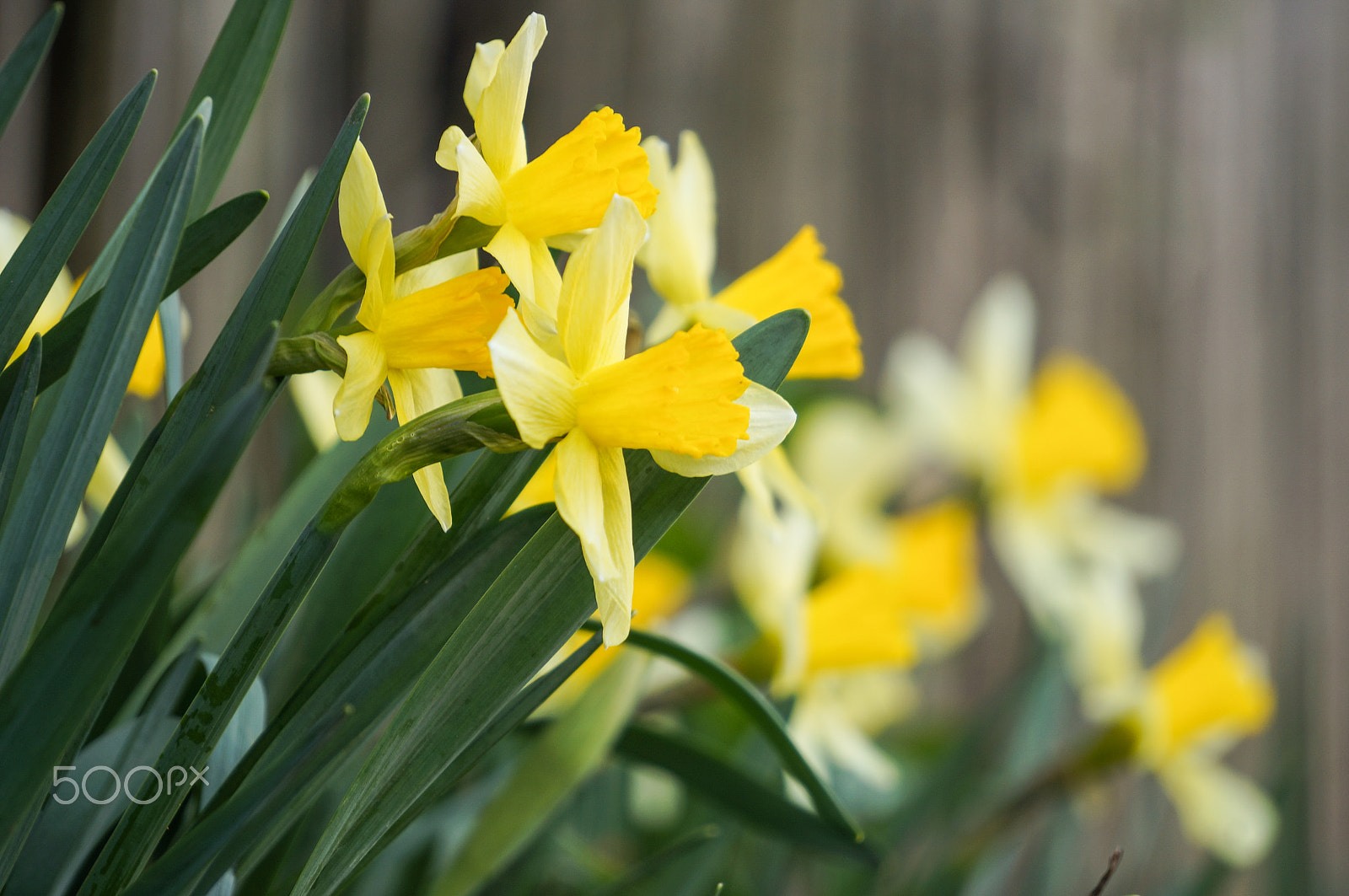 Sony Alpha NEX-5R sample photo. In my garden-3 photography