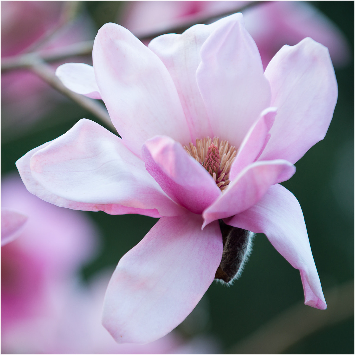 Nikon D800 sample photo. Magnolia photography