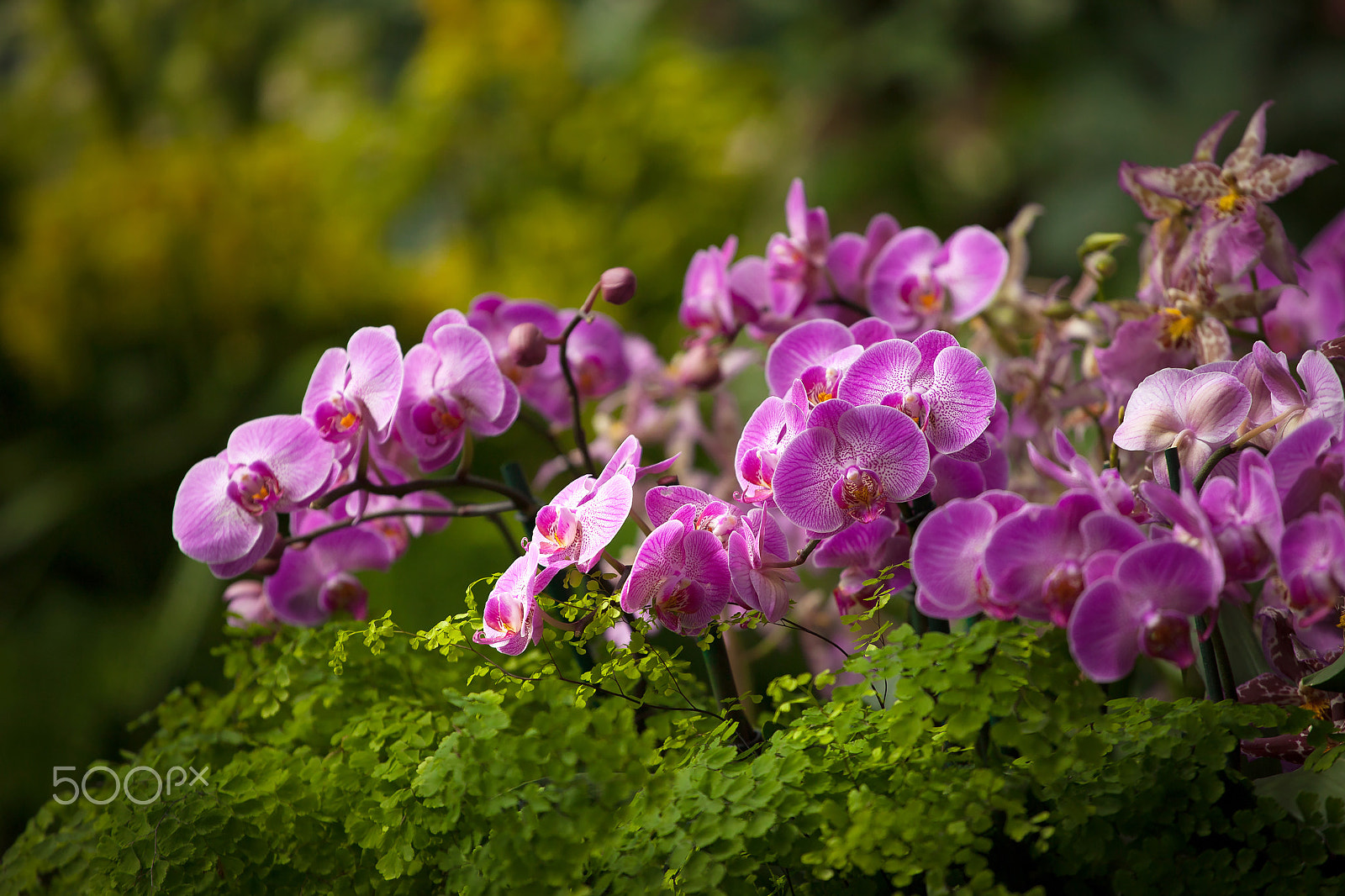 Canon EF 70-200mm F4L USM sample photo. Orchids bloom photography