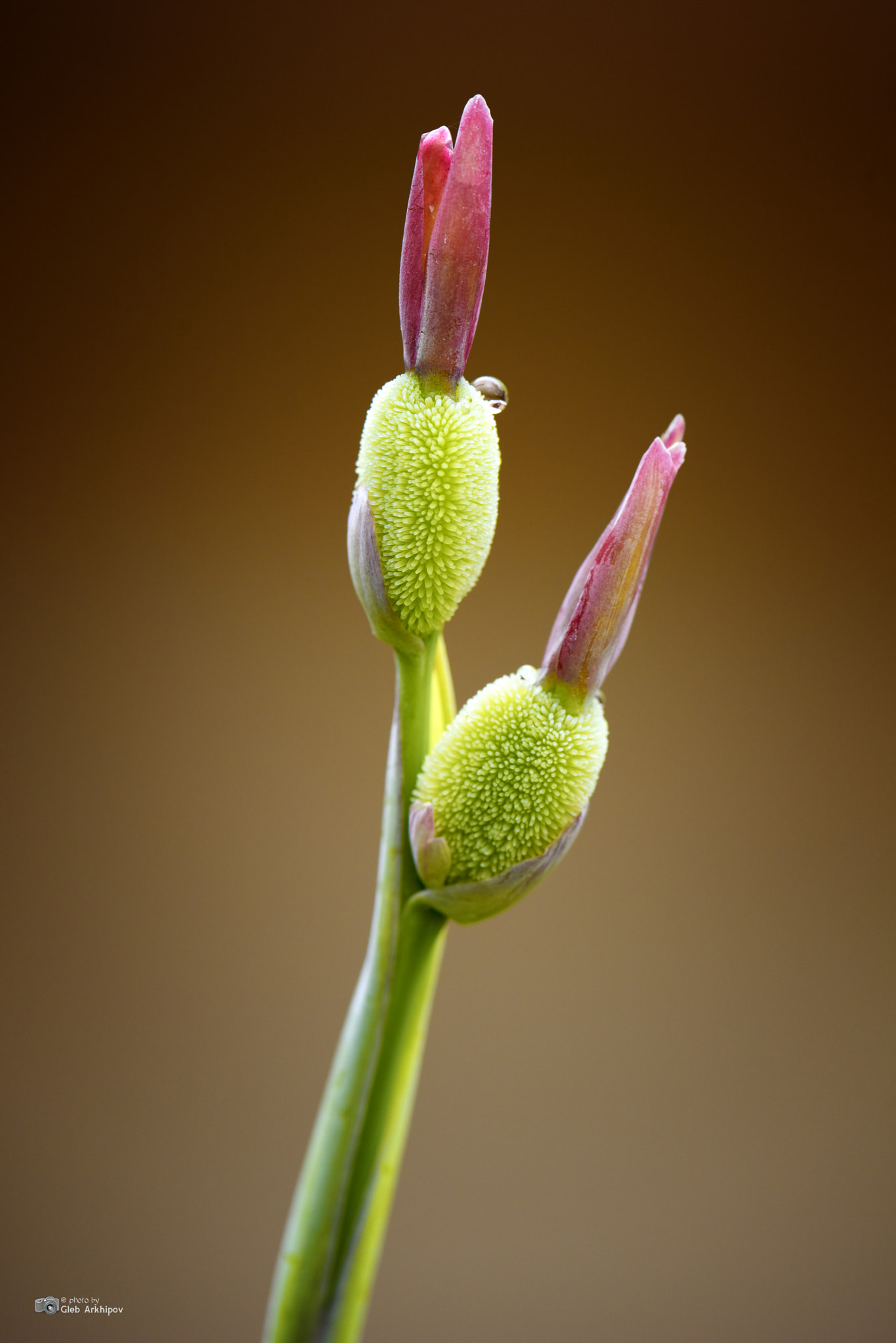 Nikon D800E sample photo. Flower photography