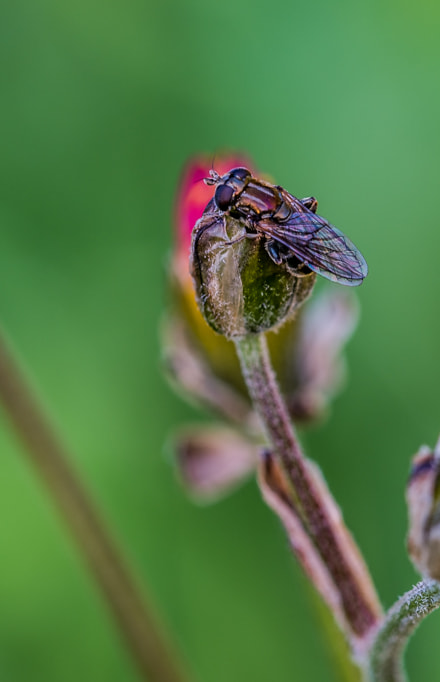Sigma 105mm F2.8 EX DG OS HSM sample photo. Mosca photography