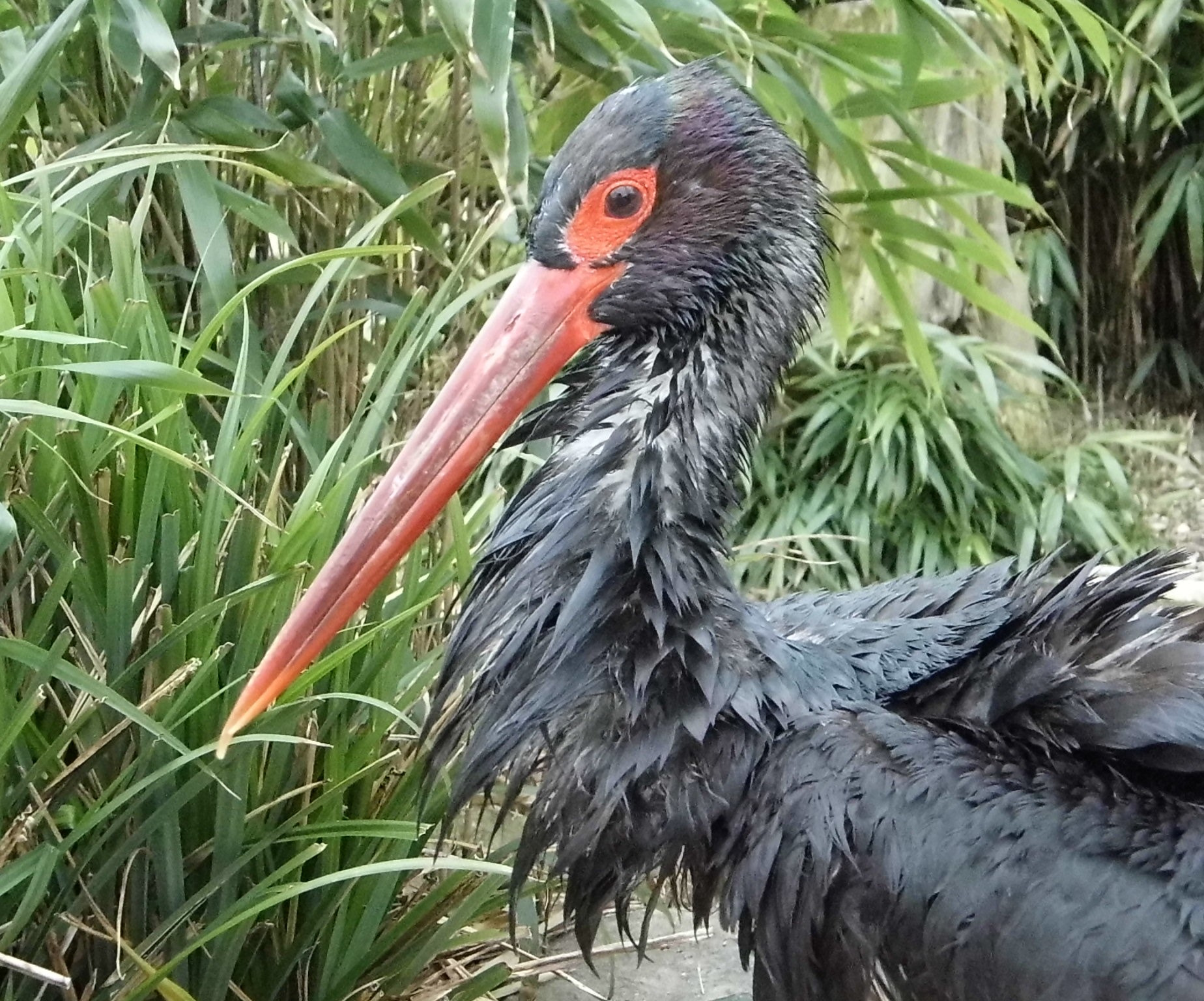 Panasonic Lumix DMC-LZ20 sample photo. Bird photography