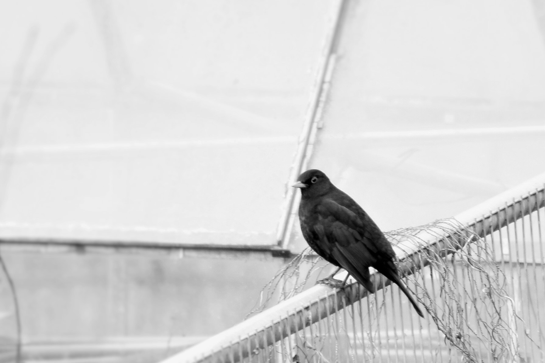 Sigma 70-300mm F4-5.6 APO DG Macro sample photo. Black bird photography