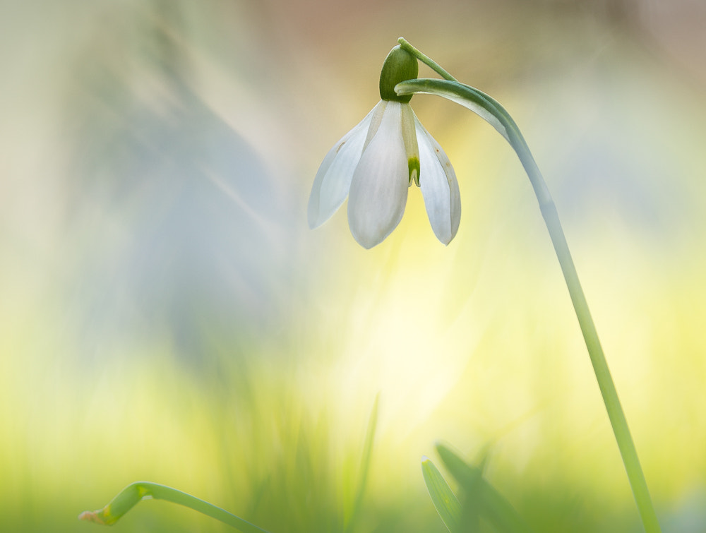 Tamron SP AF 180mm F3.5 Di LD (IF) Macro sample photo. Galanthus  photography