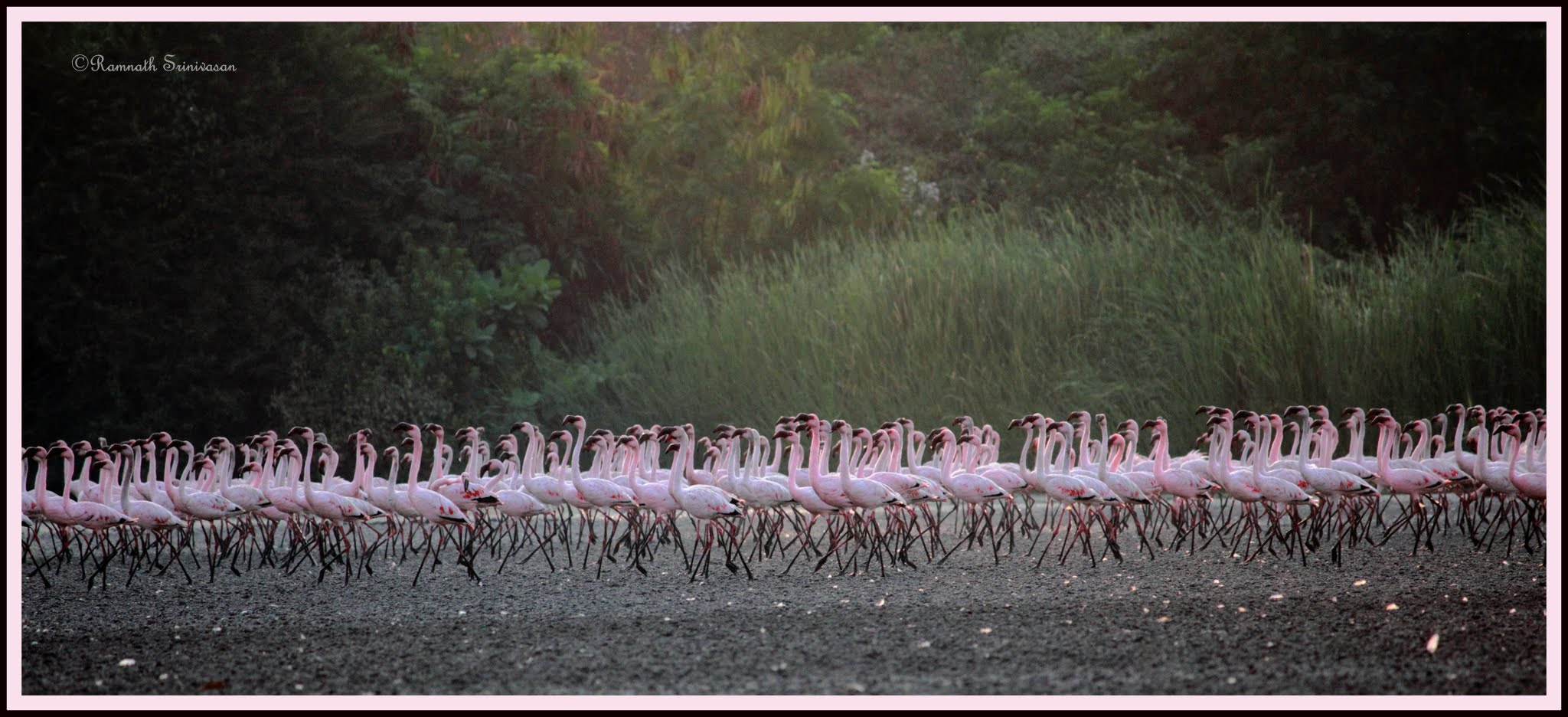 Canon EOS 550D (EOS Rebel T2i / EOS Kiss X4) + Canon EF-S 55-250mm F4-5.6 IS II sample photo. Flamboyance of flamingos photography