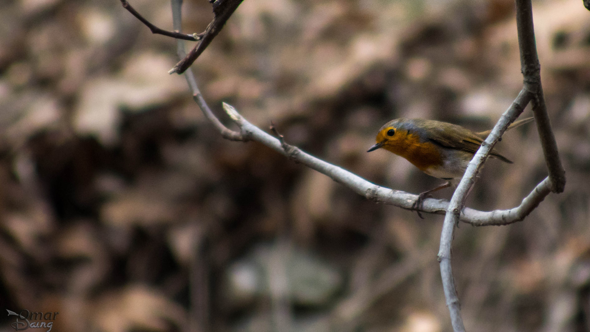 smc PENTAX-FA 80-320mm F4.5-5.6 sample photo. Kızılgerdan » european robin photography