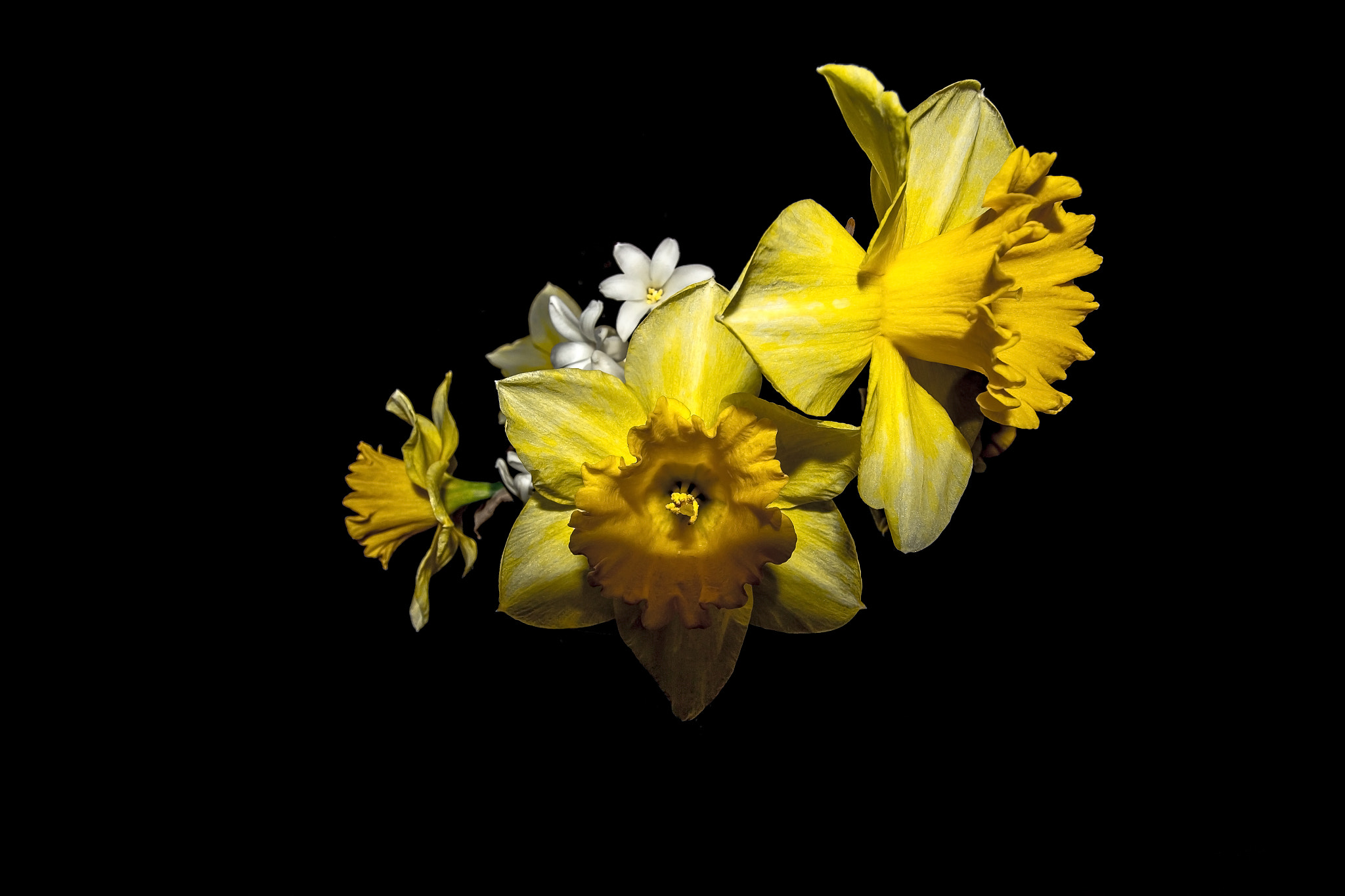 Canon EF-S 10-22mm F3.5-4.5 USM sample photo. Narcissus & hyacinthus photography