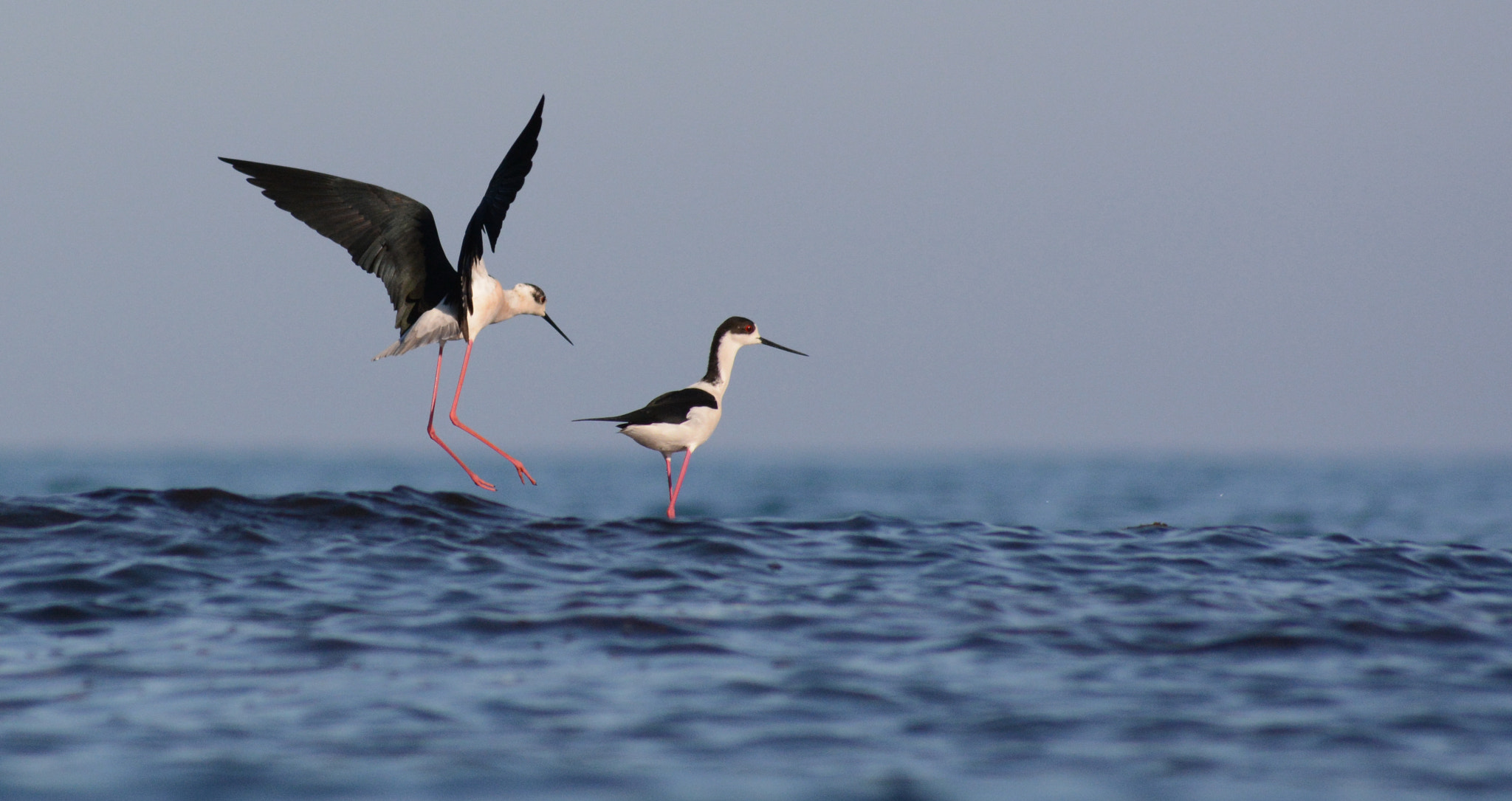 Nikon D7100 sample photo. Black winged stilt photography